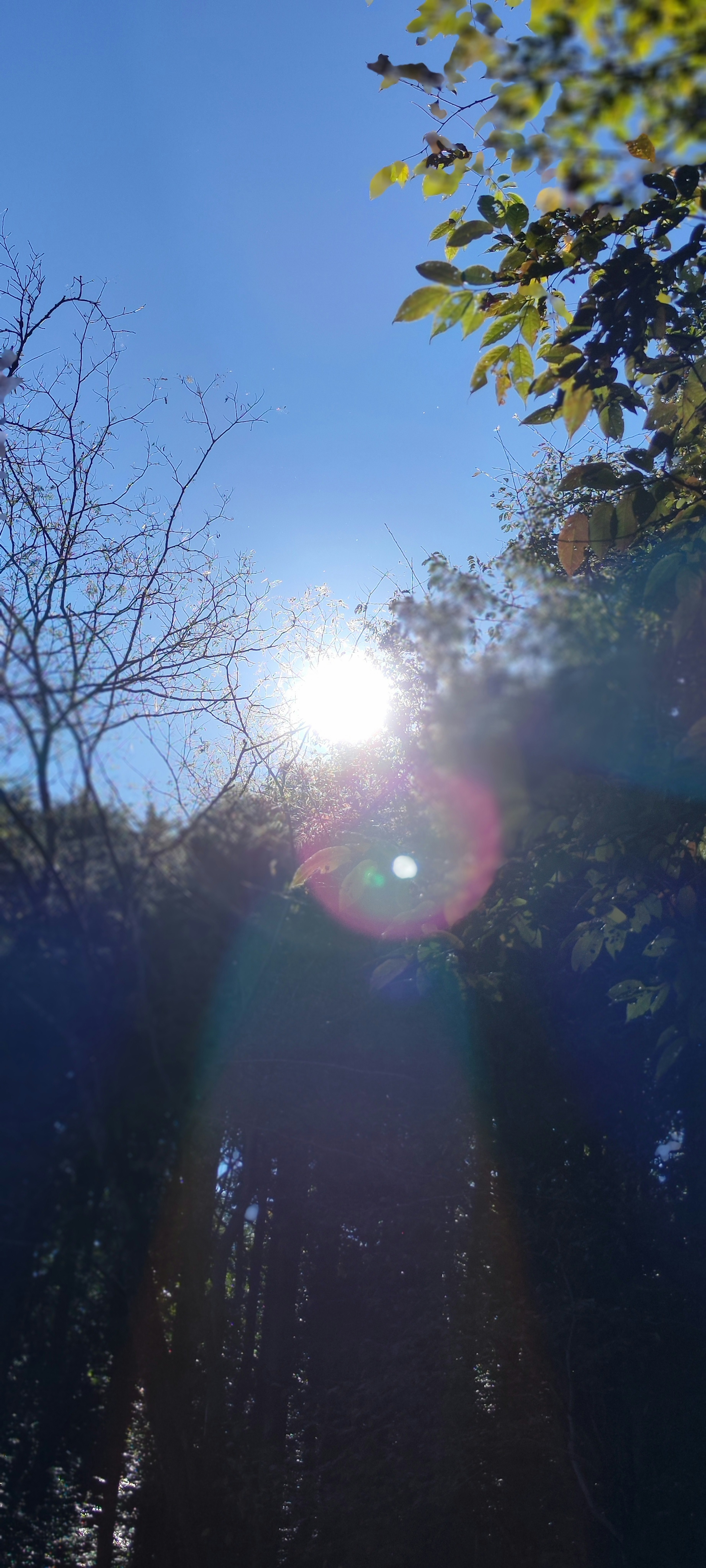 Luce del sole che filtra attraverso gli alberi contro un cielo blu chiaro