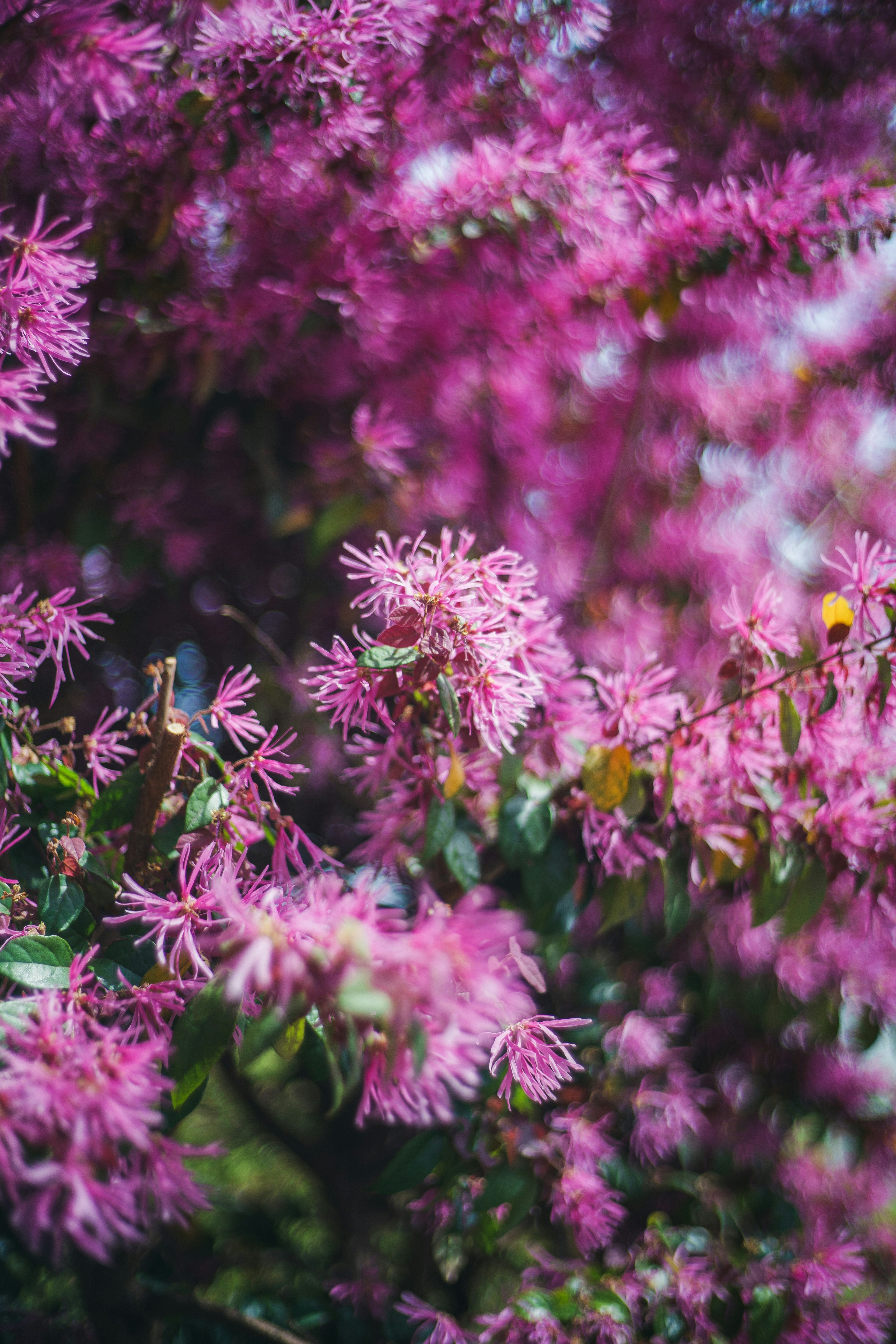 Primo piano di fiori viola vivaci su un cespuglio