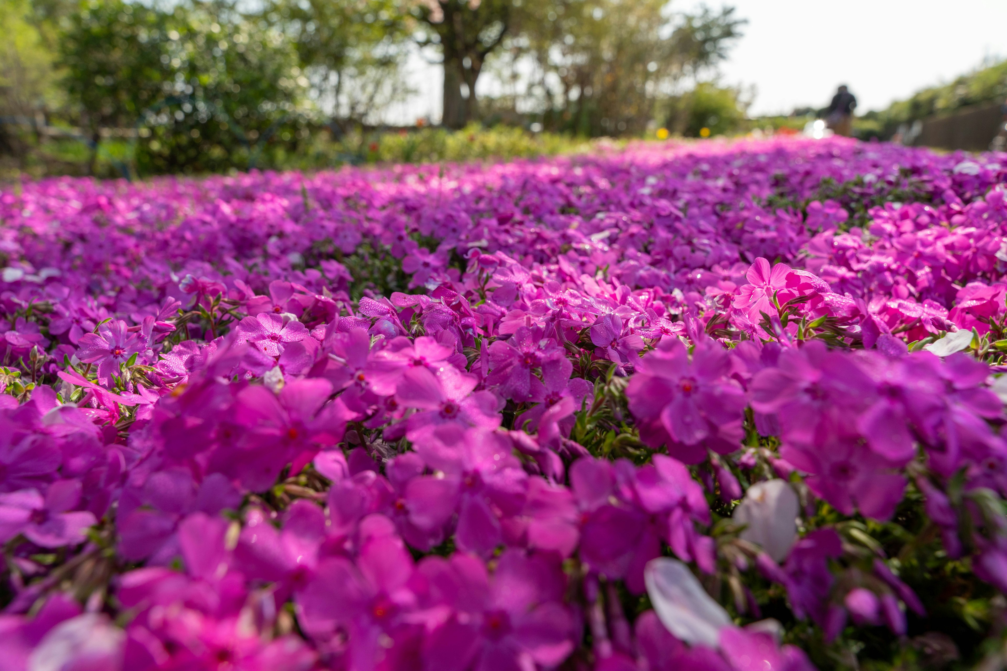 Campo vibrante de flores moradas con árboles verdes al fondo