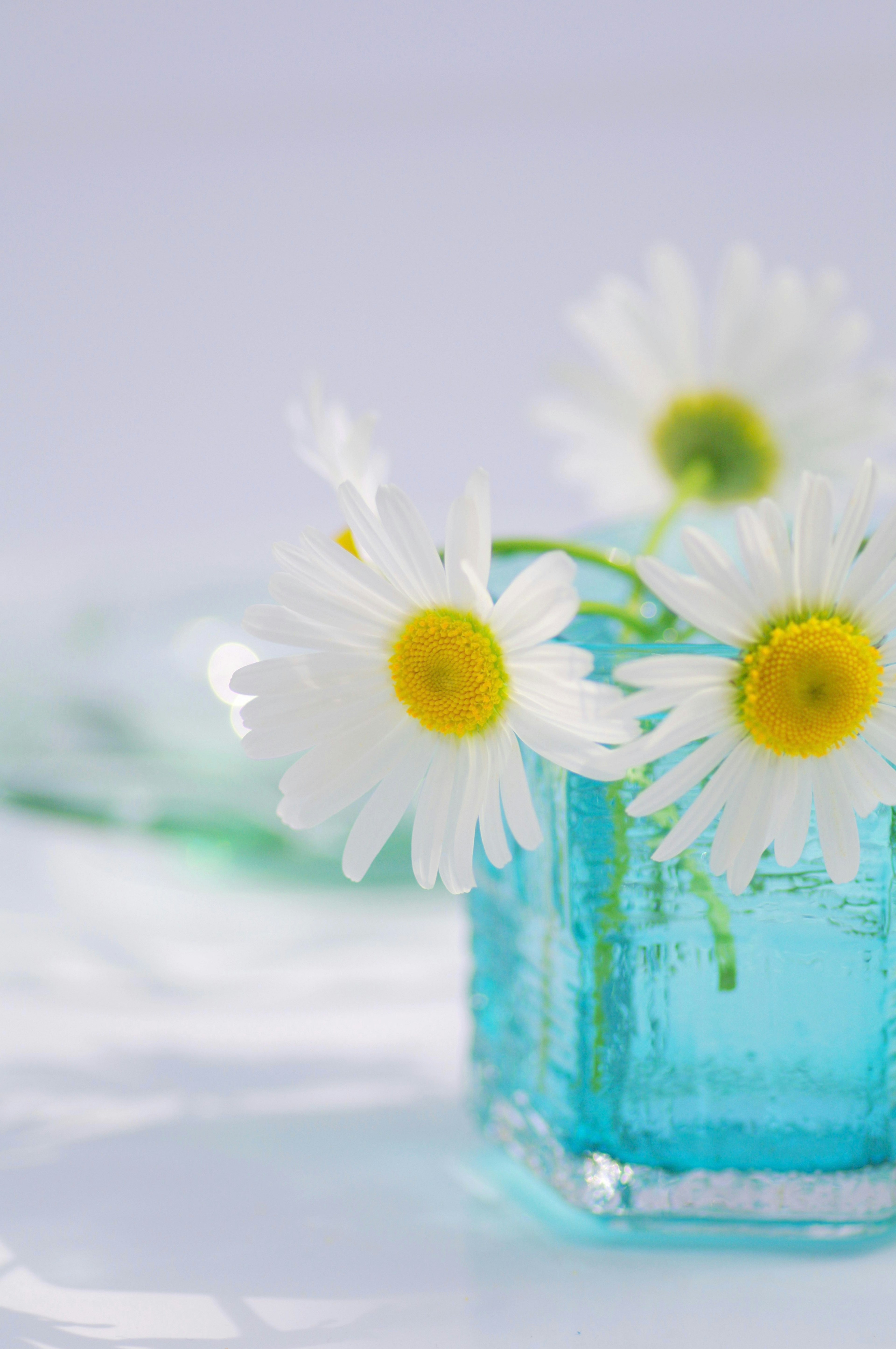 White daisies in a blue glass vase with soft lighting