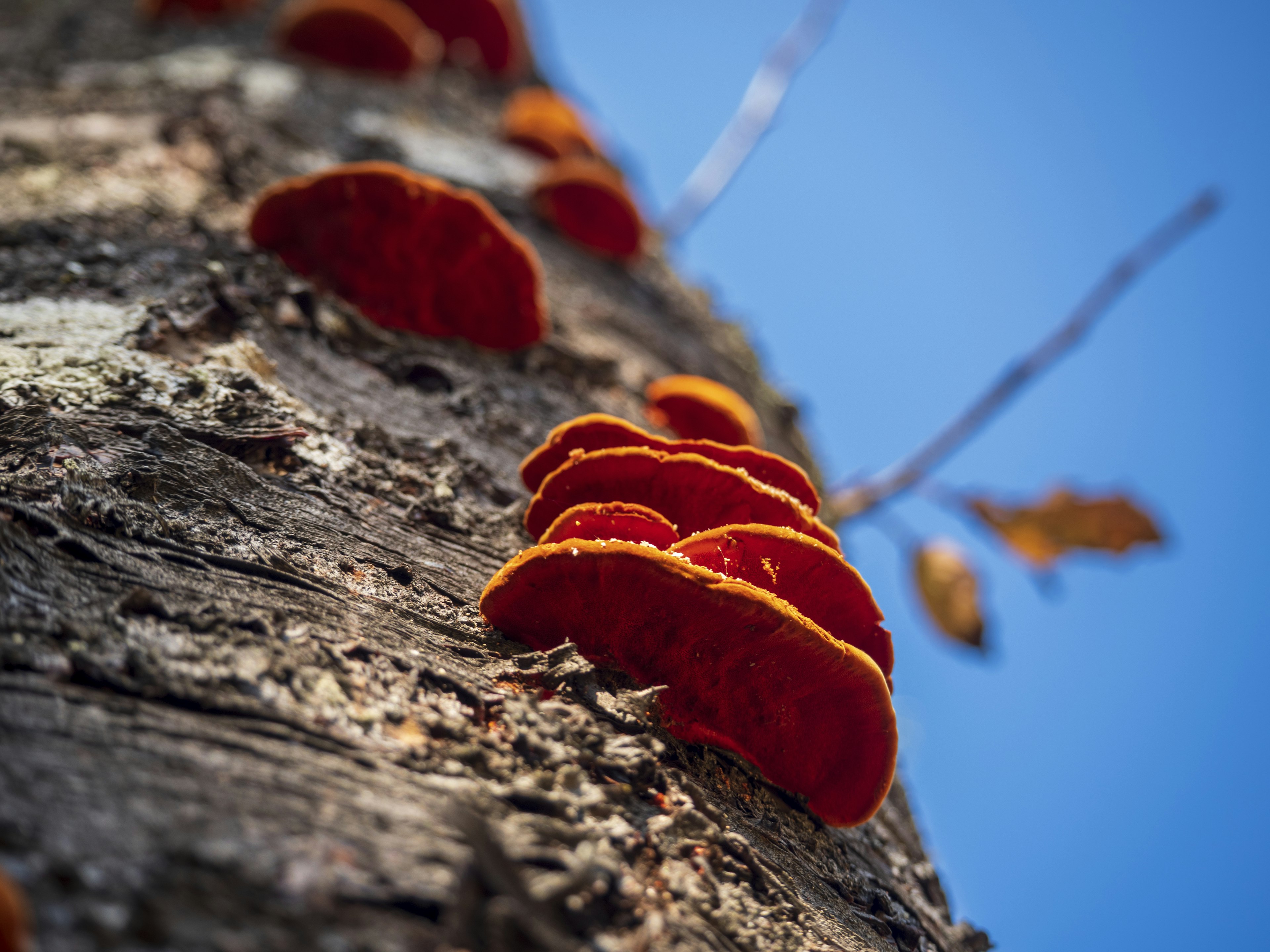 Primo piano di funghi rossi che crescono su un tronco d'albero contro un cielo blu