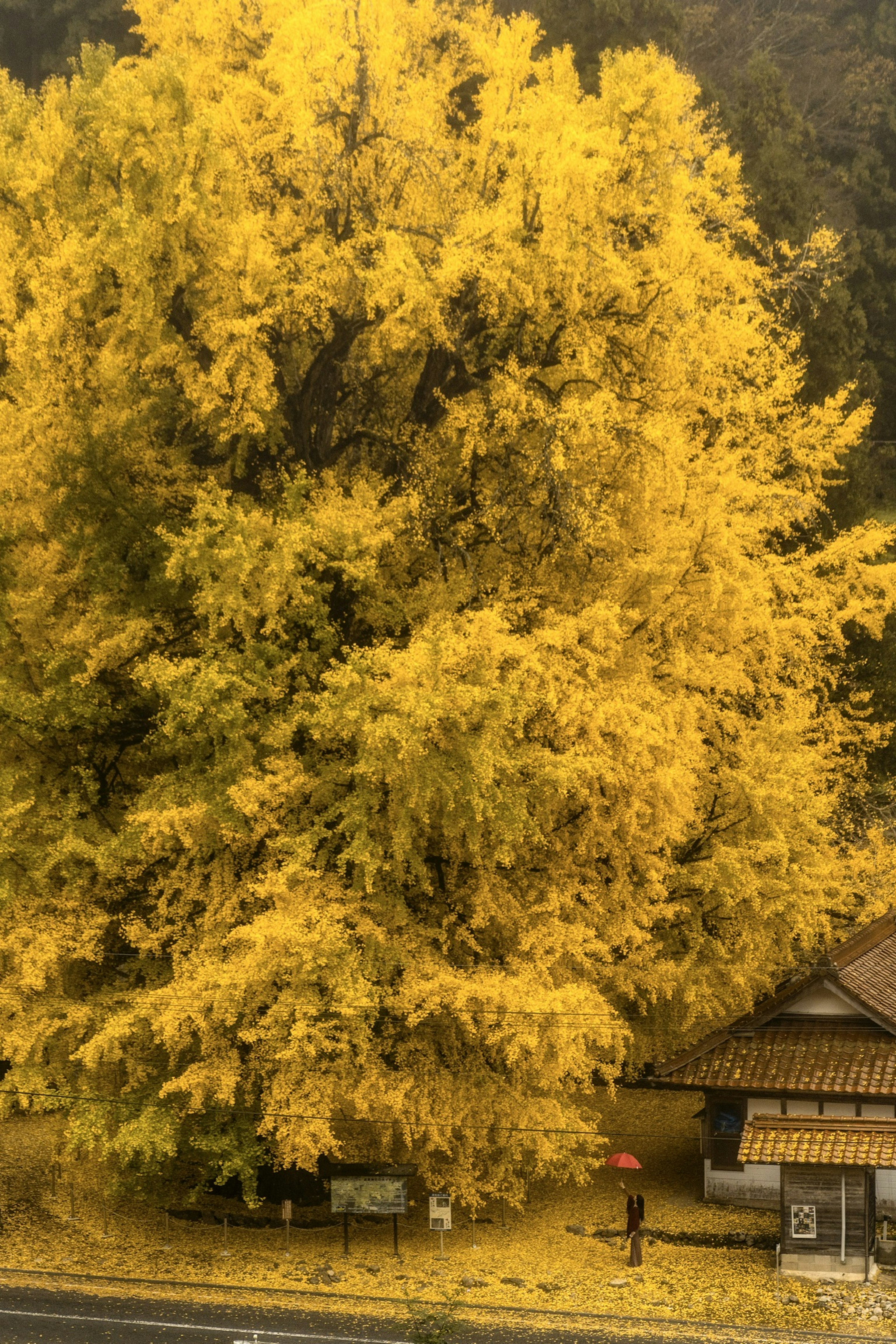 Ein beeindruckender gelber Ginkgo-Baum mit einem traditionellen Haus im Hintergrund