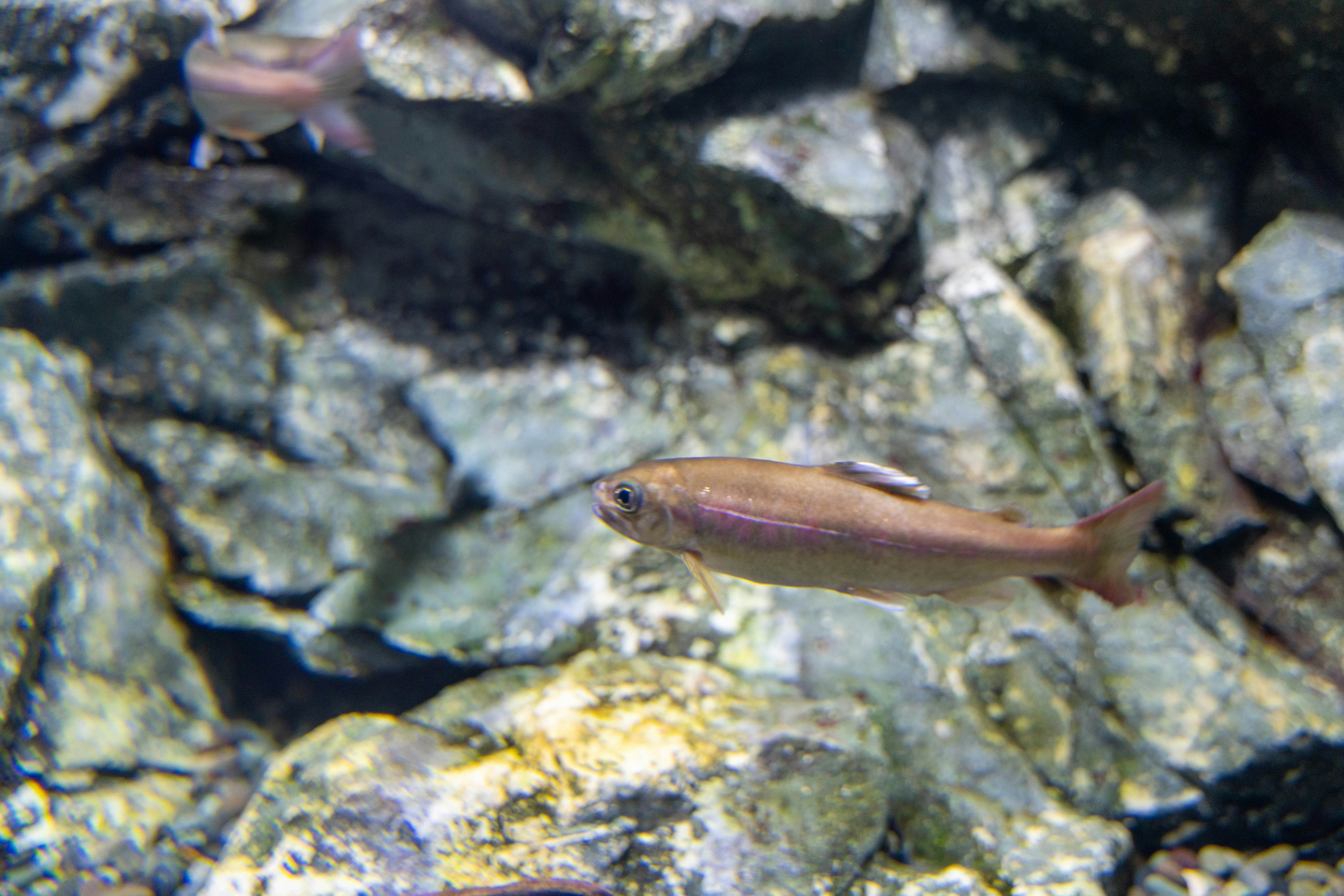 Fisch schwimmt in klarem Wasser mit felsigem Hintergrund