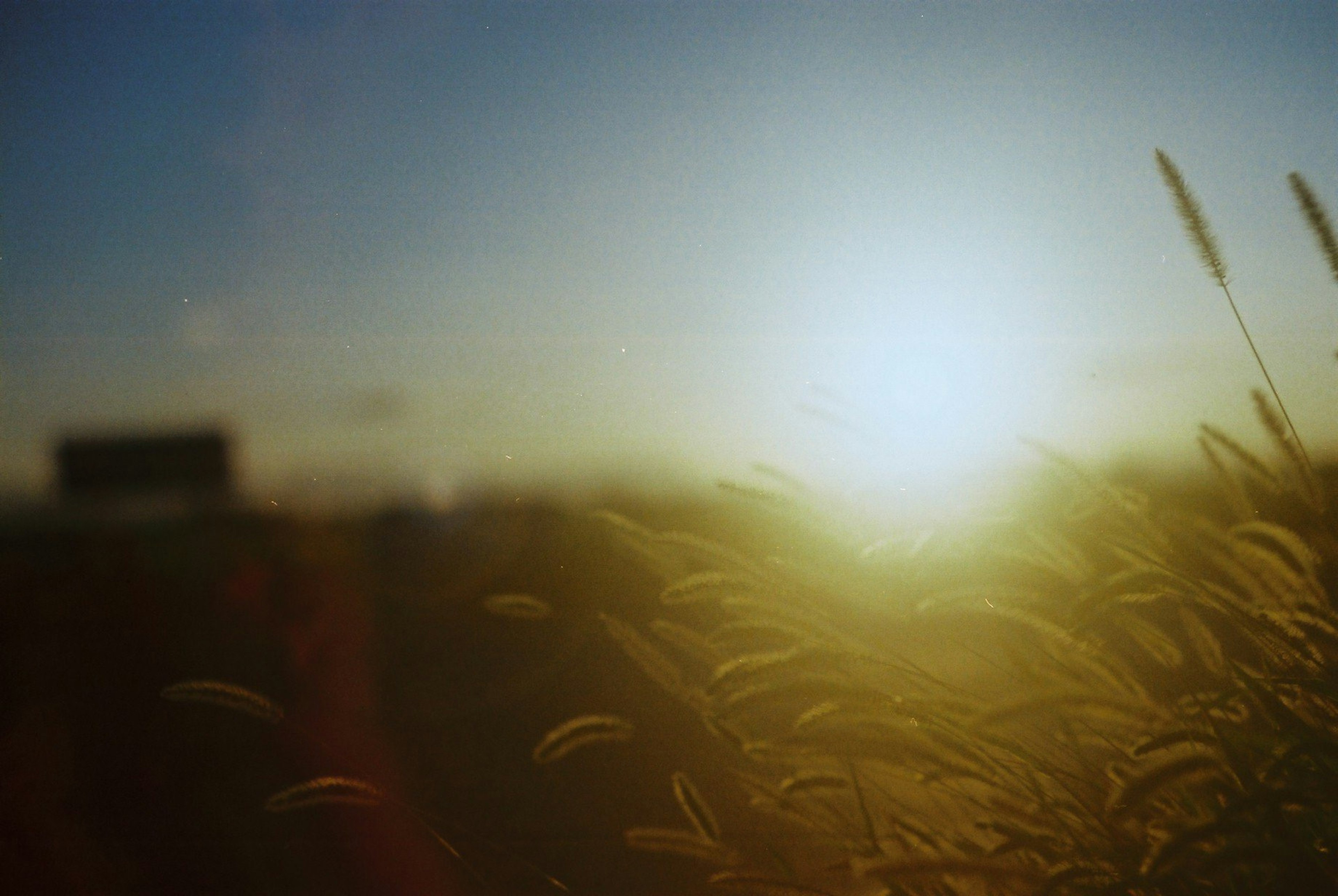 Coucher de soleil sur un champ herbeux avec flou doux