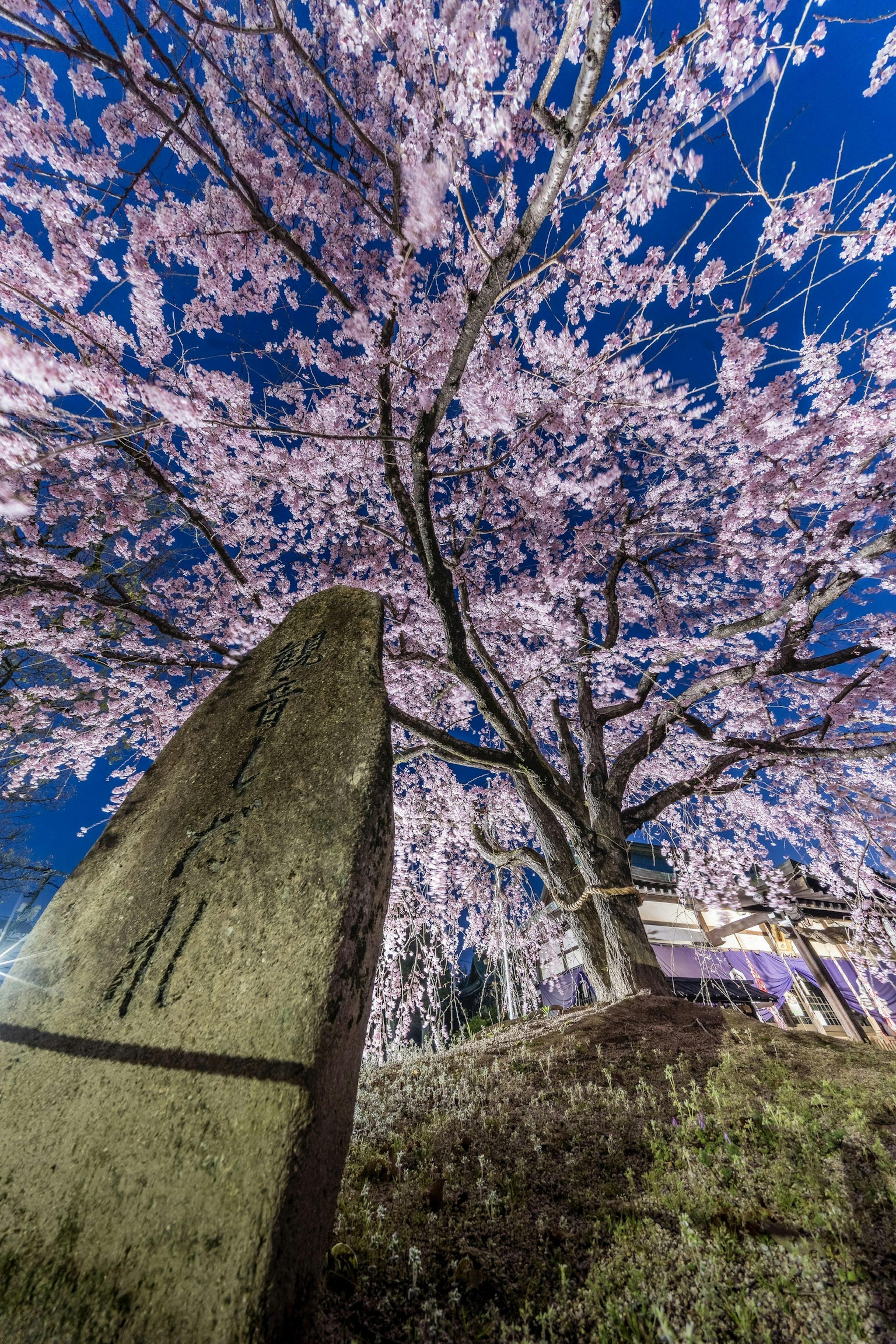 Night view of a cherry blossom tree beside a stone monument