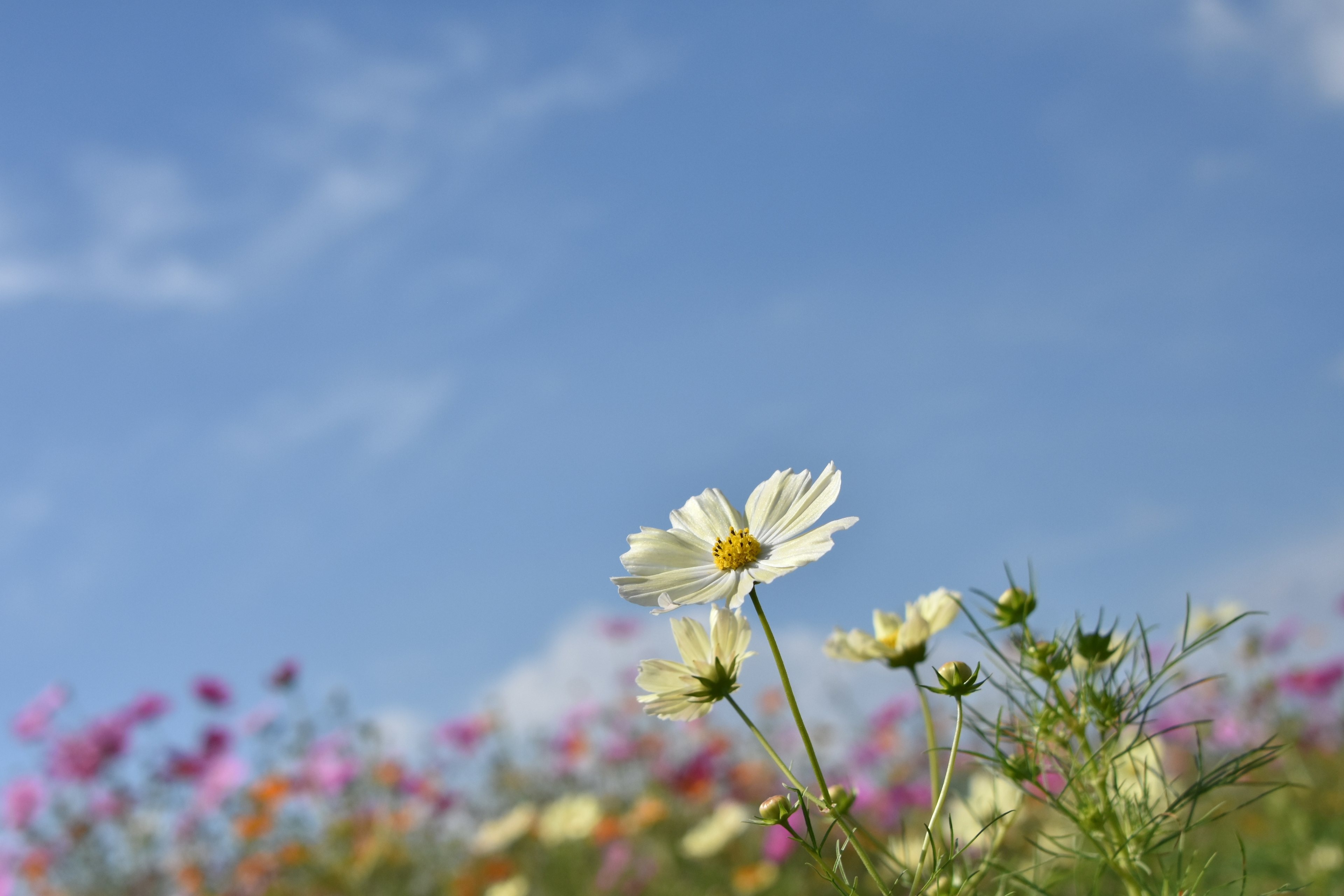 Fiore bianco che sboccia sotto un cielo blu con fiori colorati sullo sfondo