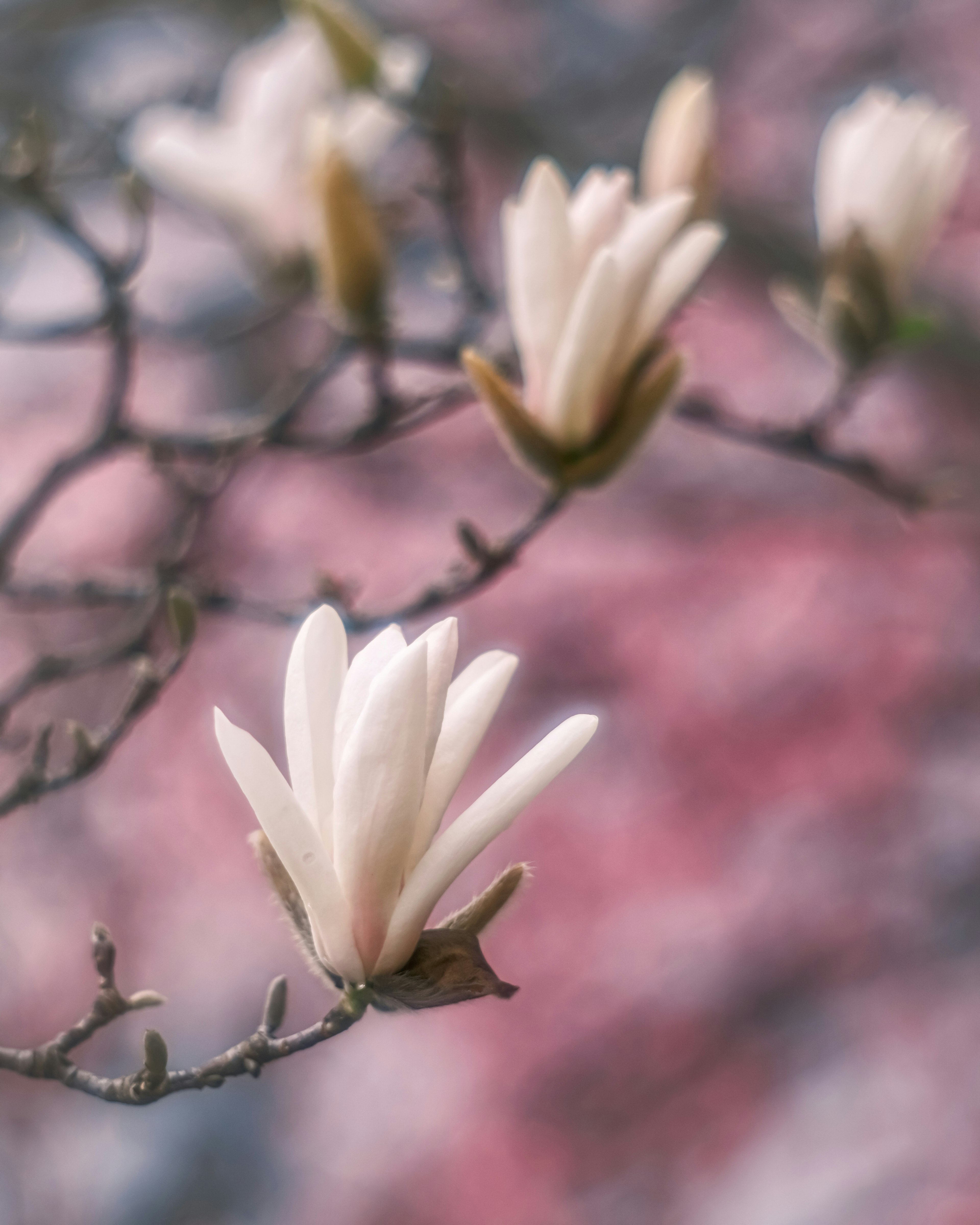 Delicate white magnolia flowers blooming against a soft pink background