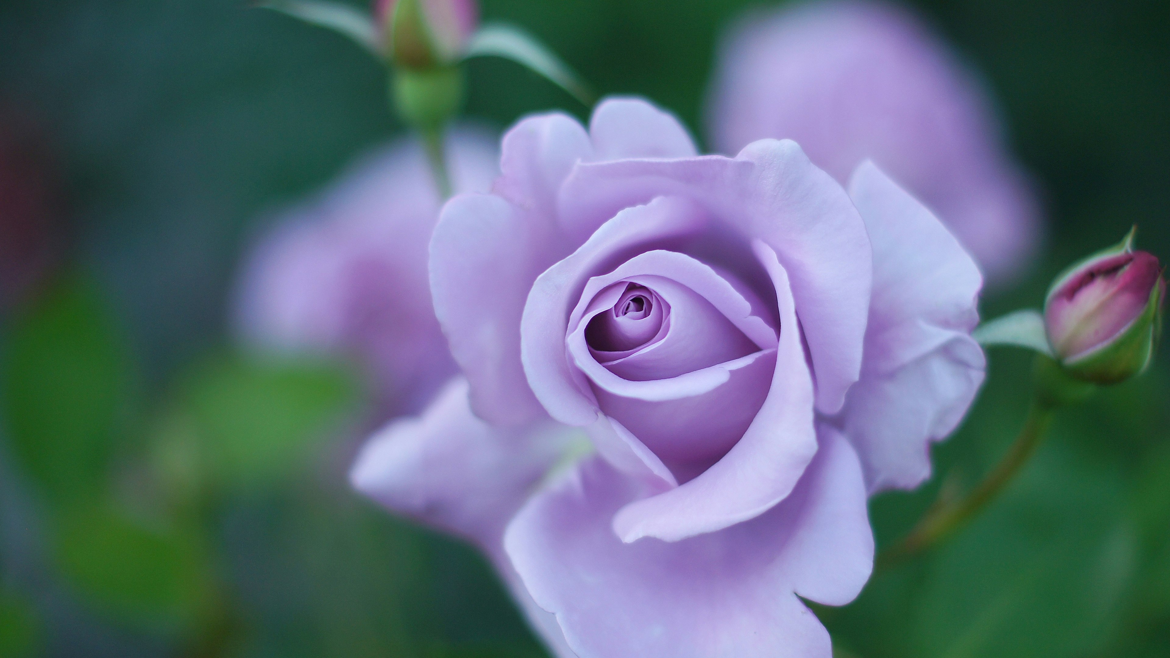 Lavender rose in bloom with green background and buds