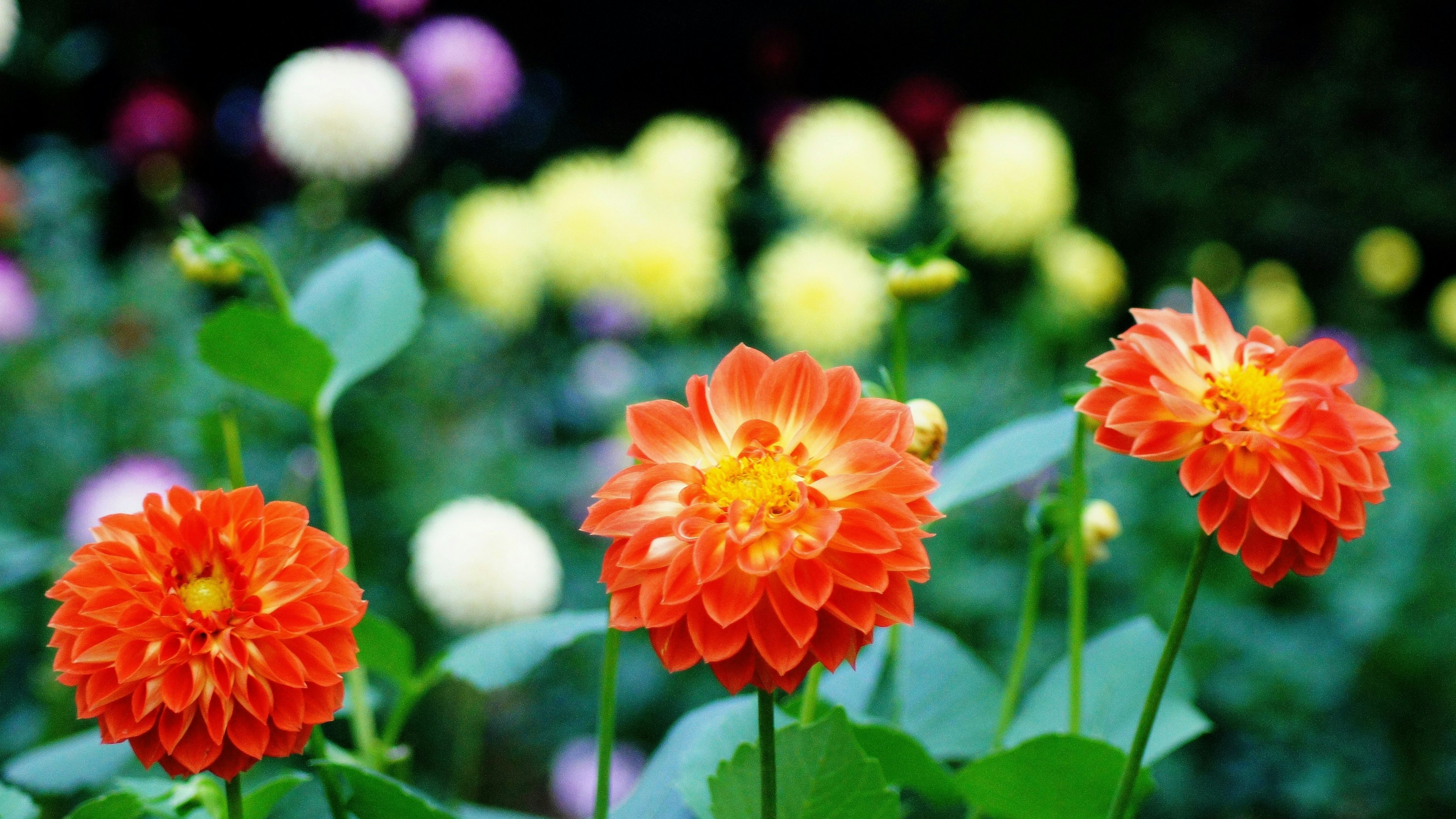 Dahlias orange vibrants en fleurs dans un jardin