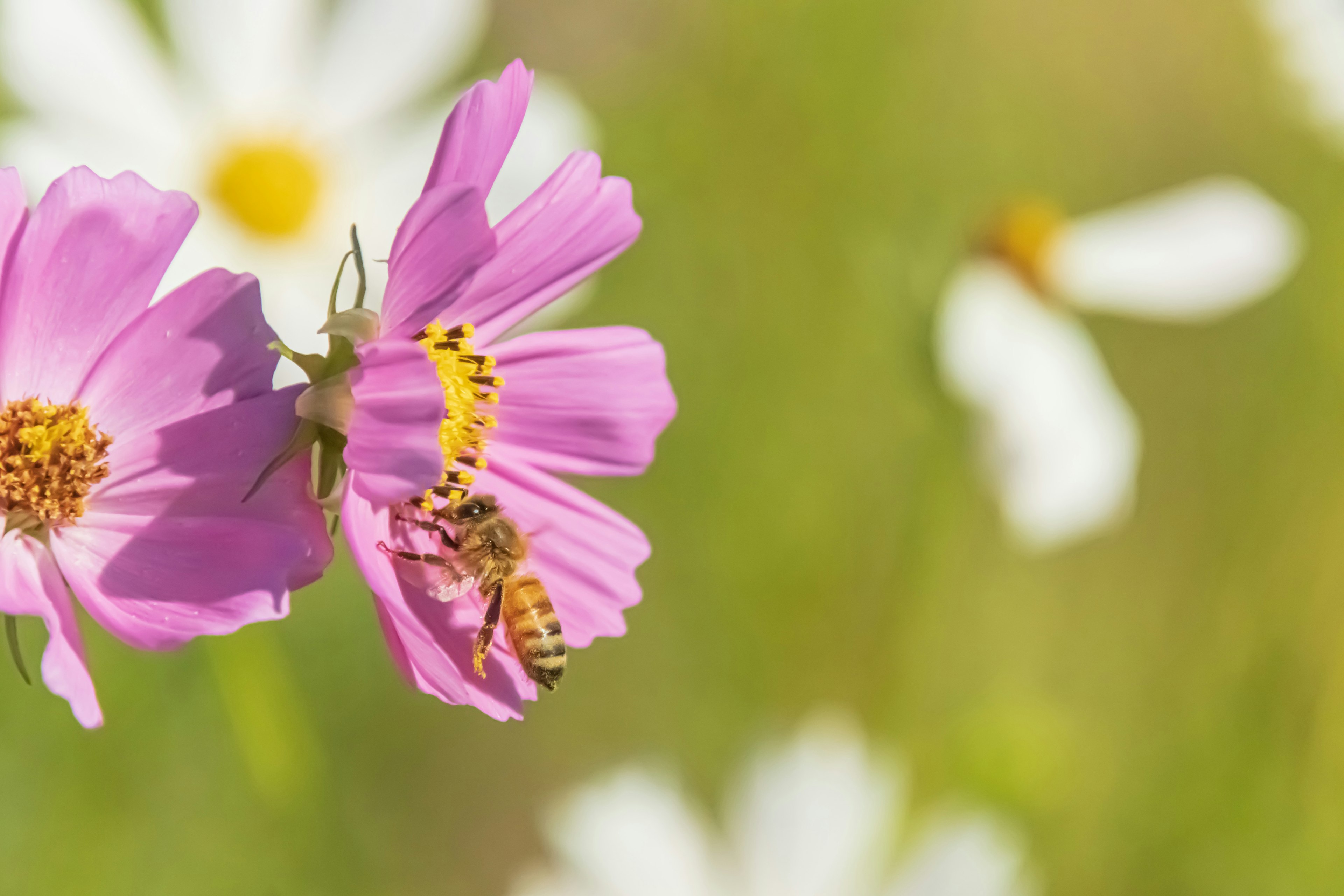 Una bella scena con fiori rosa e margherite bianche con un'ape e una larva