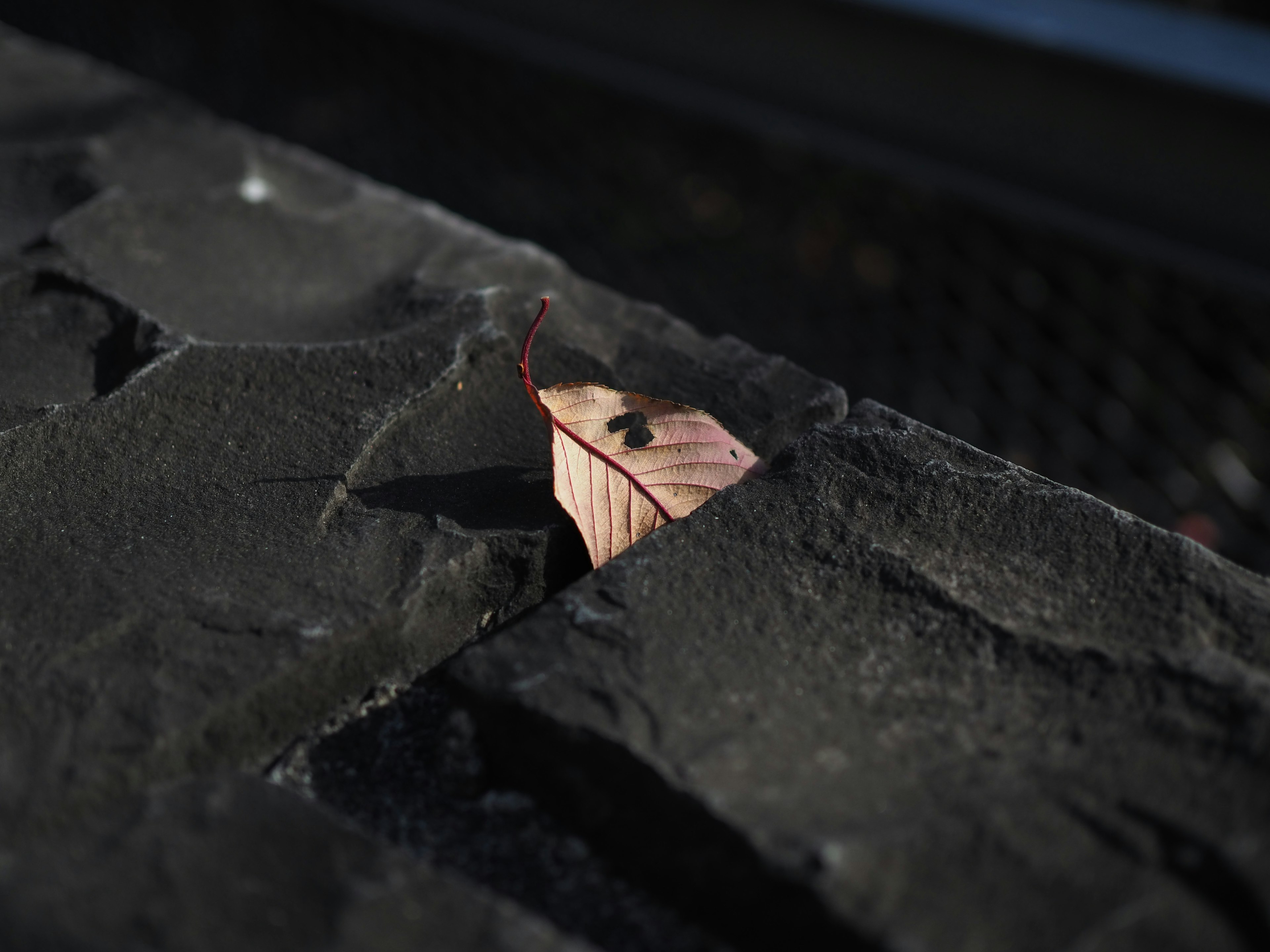 Brown leaf stuck between black rocks