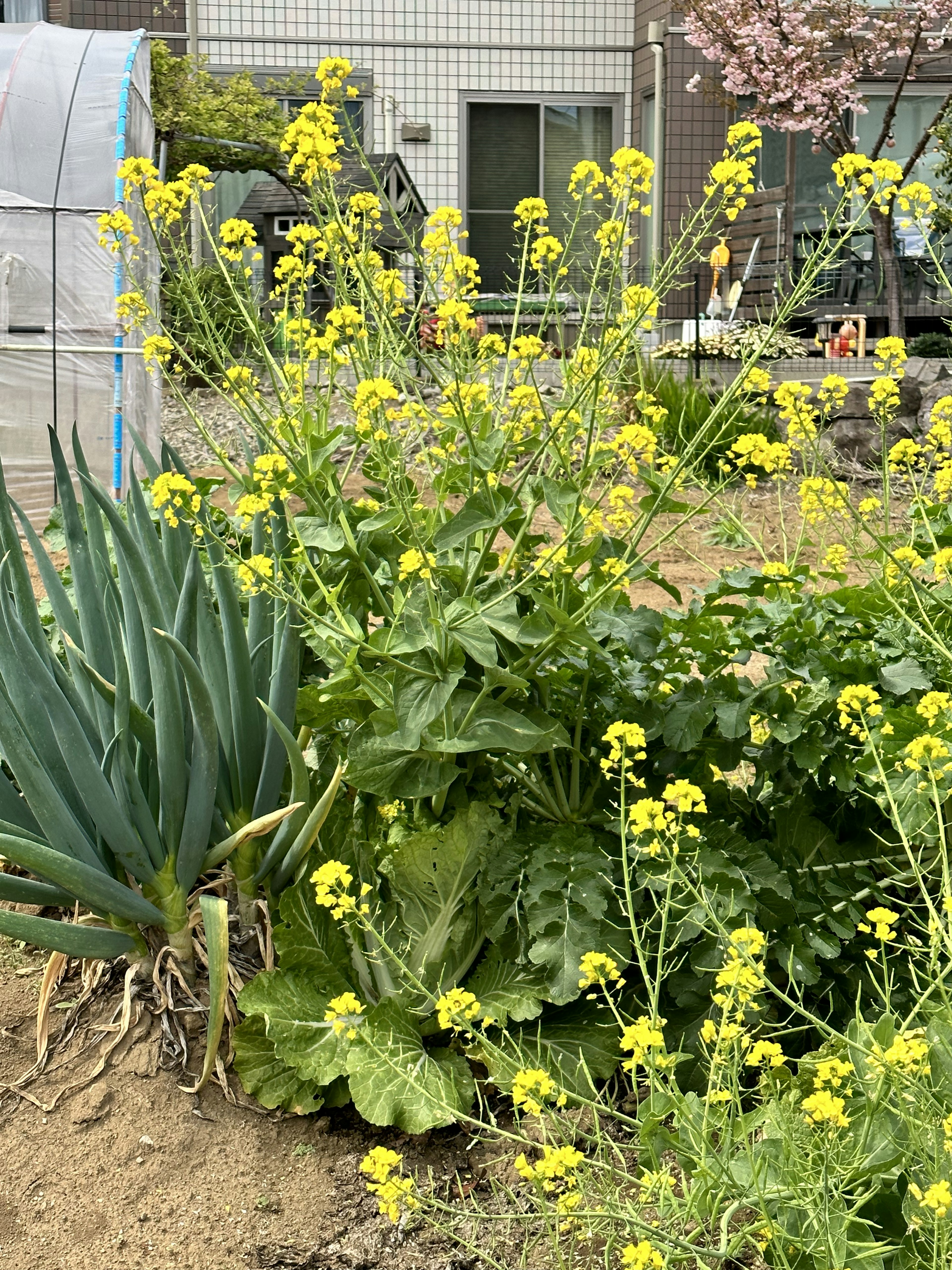 黄色い花が咲く野菜の植物と隣にあるネギが見える庭の風景