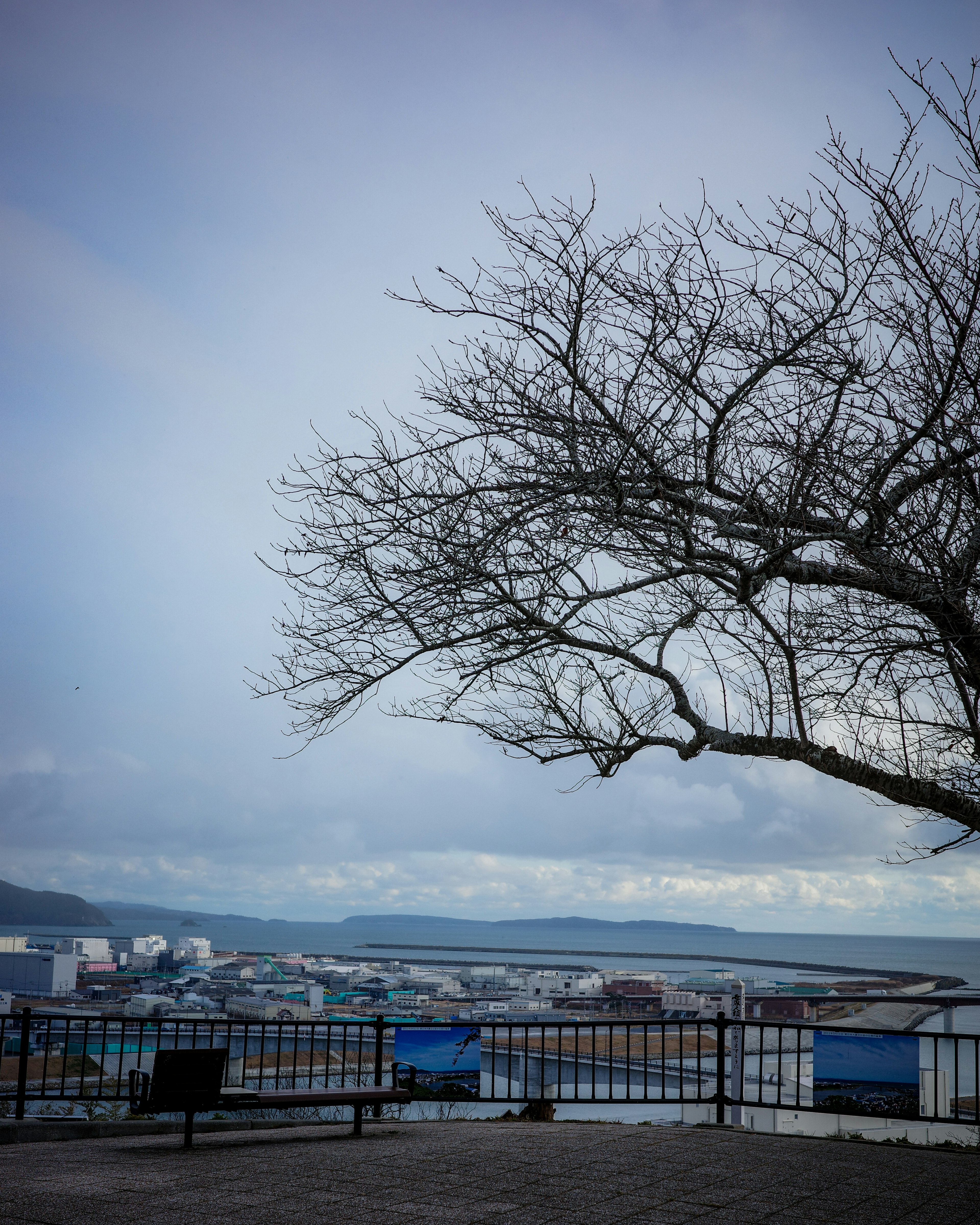 Kahler Winterbaum mit Blick auf ein ruhiges Meer