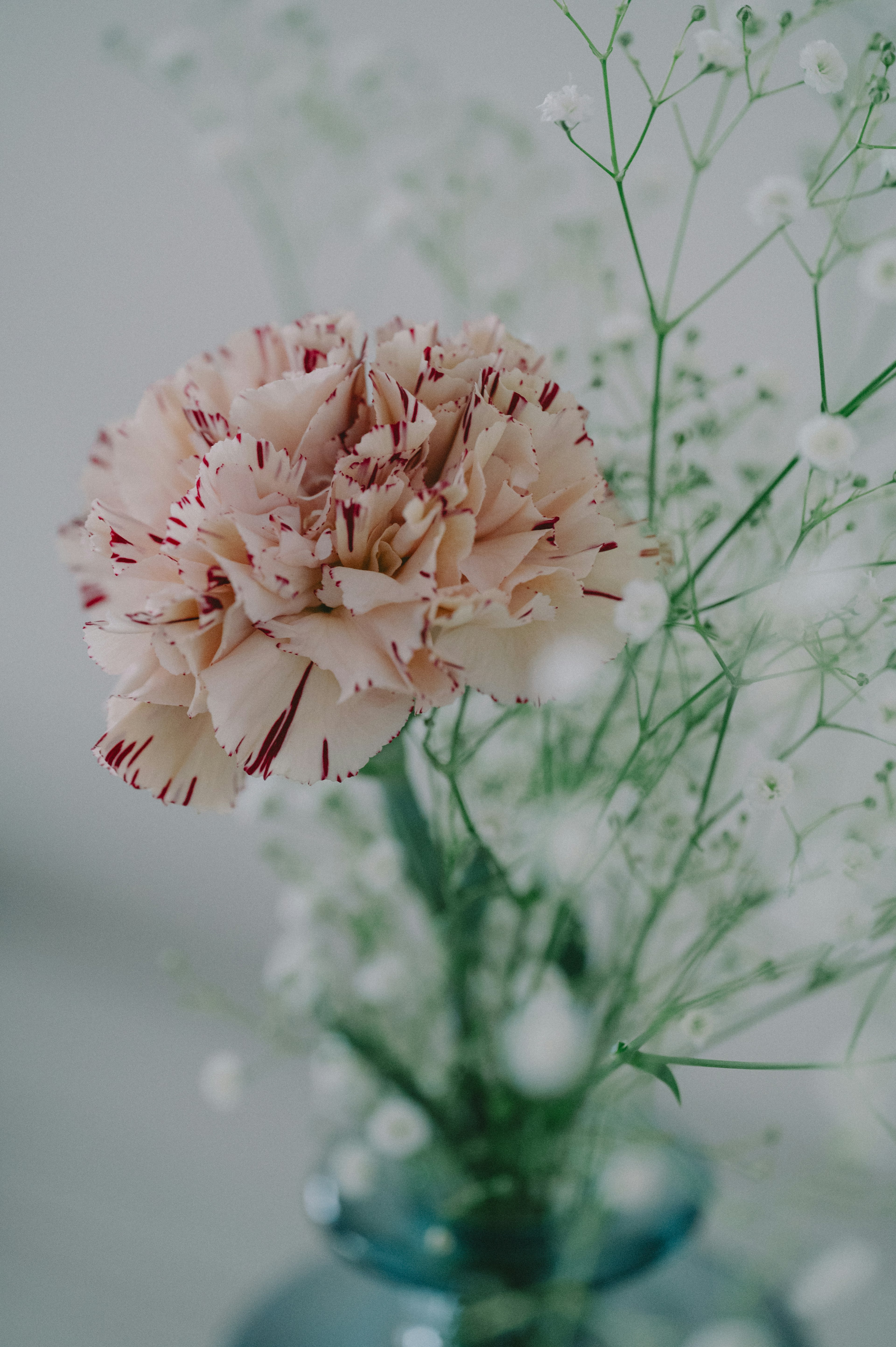 Close-up of a pale pink carnation with red stripes in a vase surrounded by baby’s breath