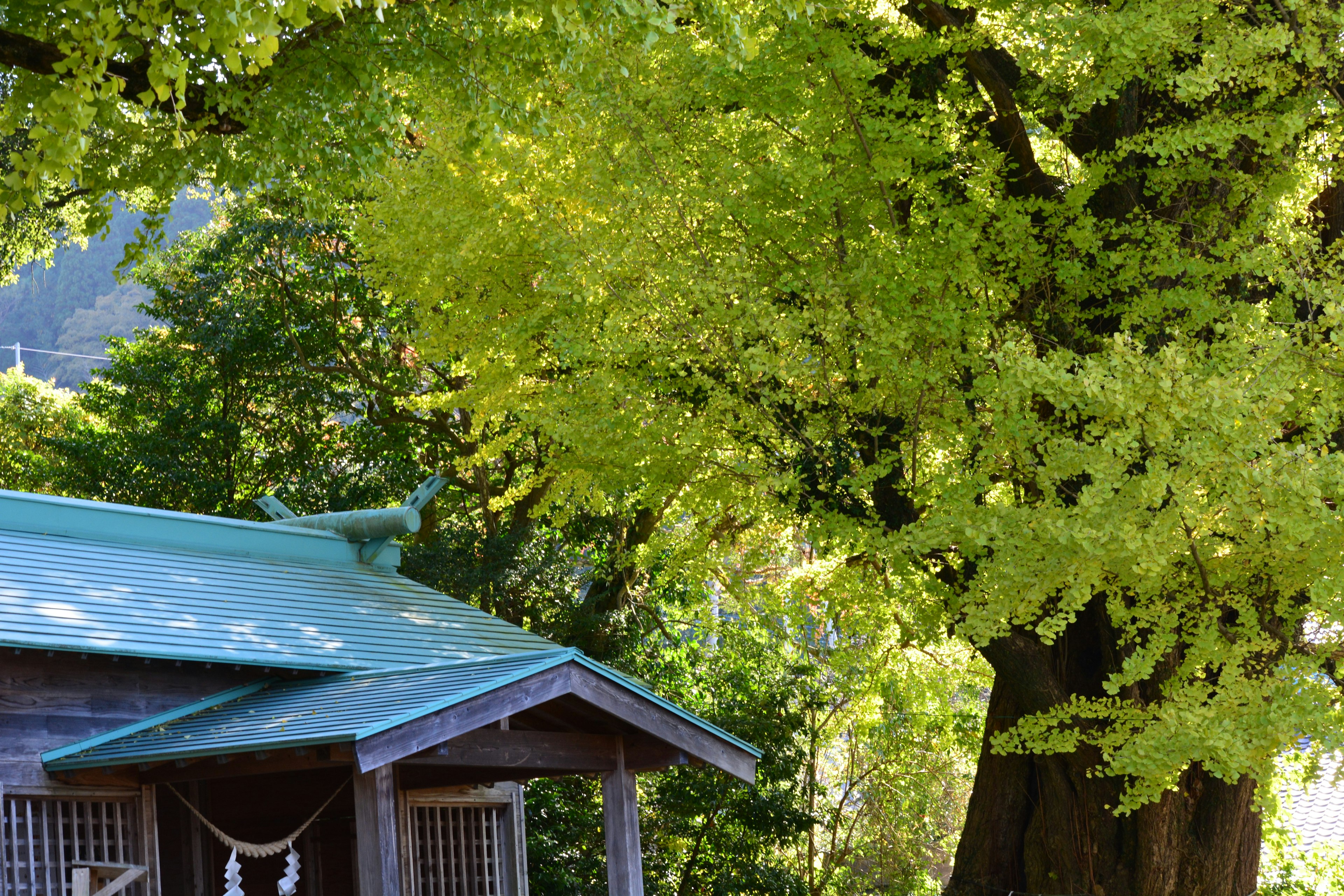 Alberi verdi lussureggianti che circondano una piccola casa di legno