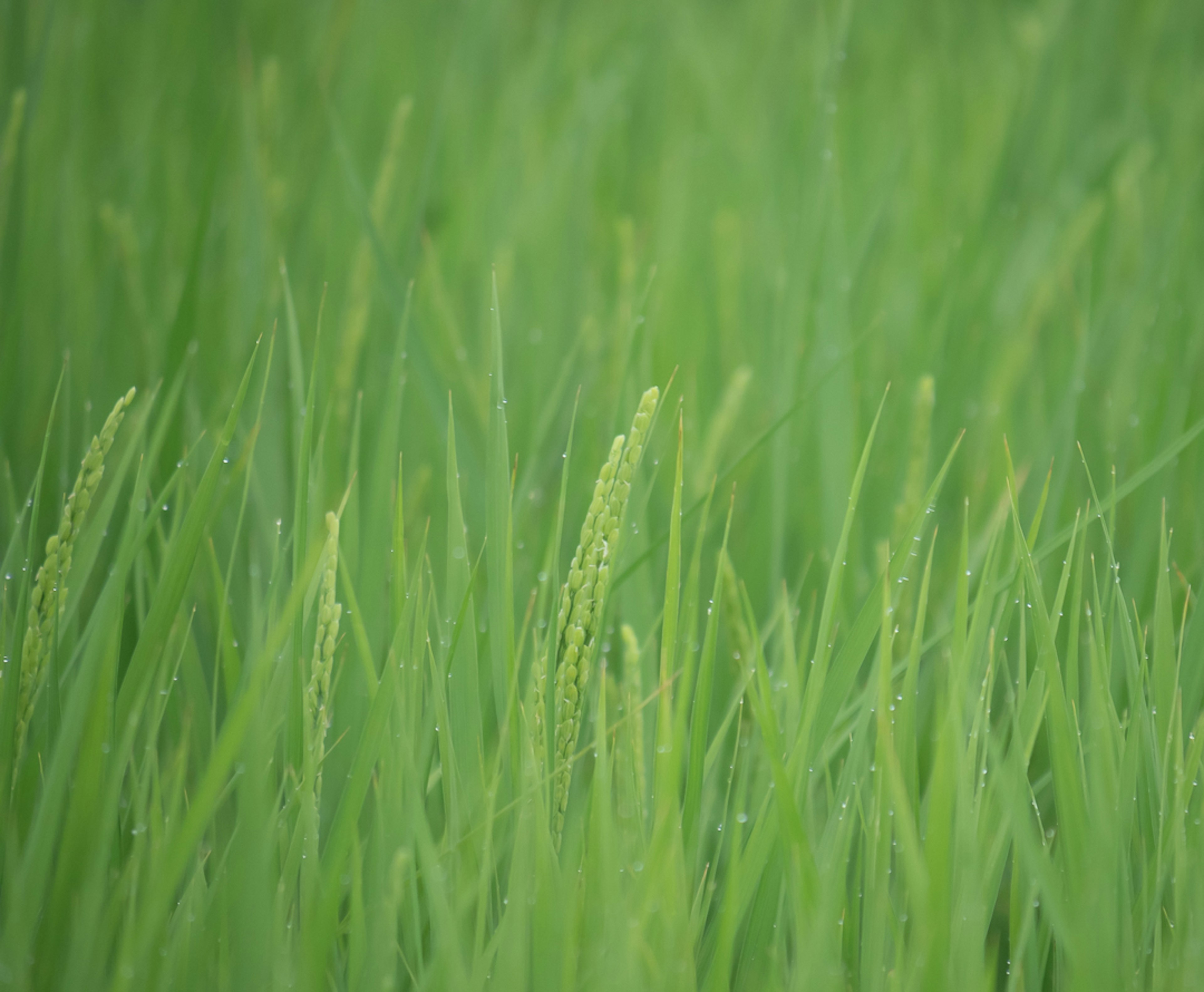 Plantas de arroz verdes y exuberantes con espigas en brote