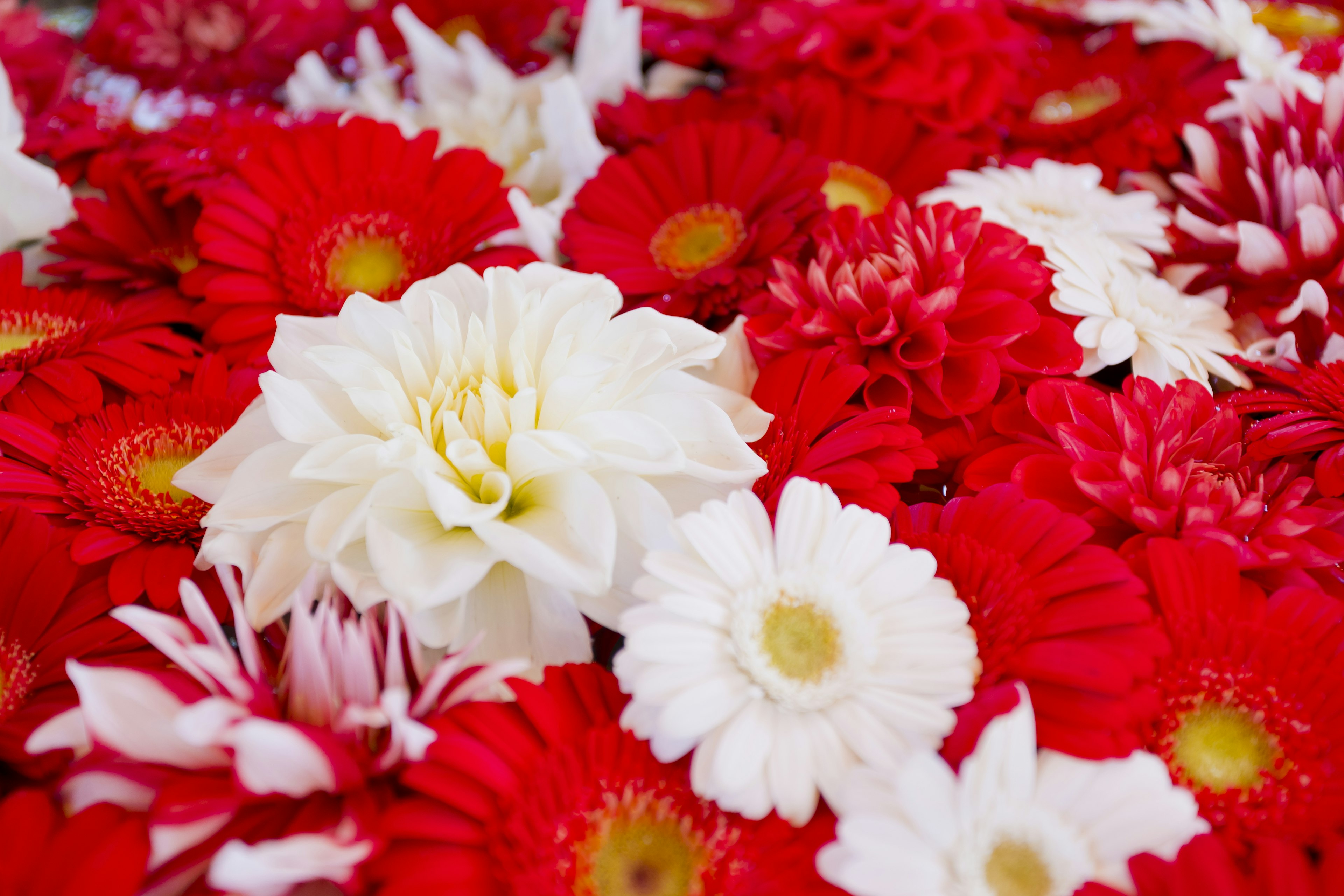 Un bellissimo bouquet di fiori rossi e bianchi vibranti