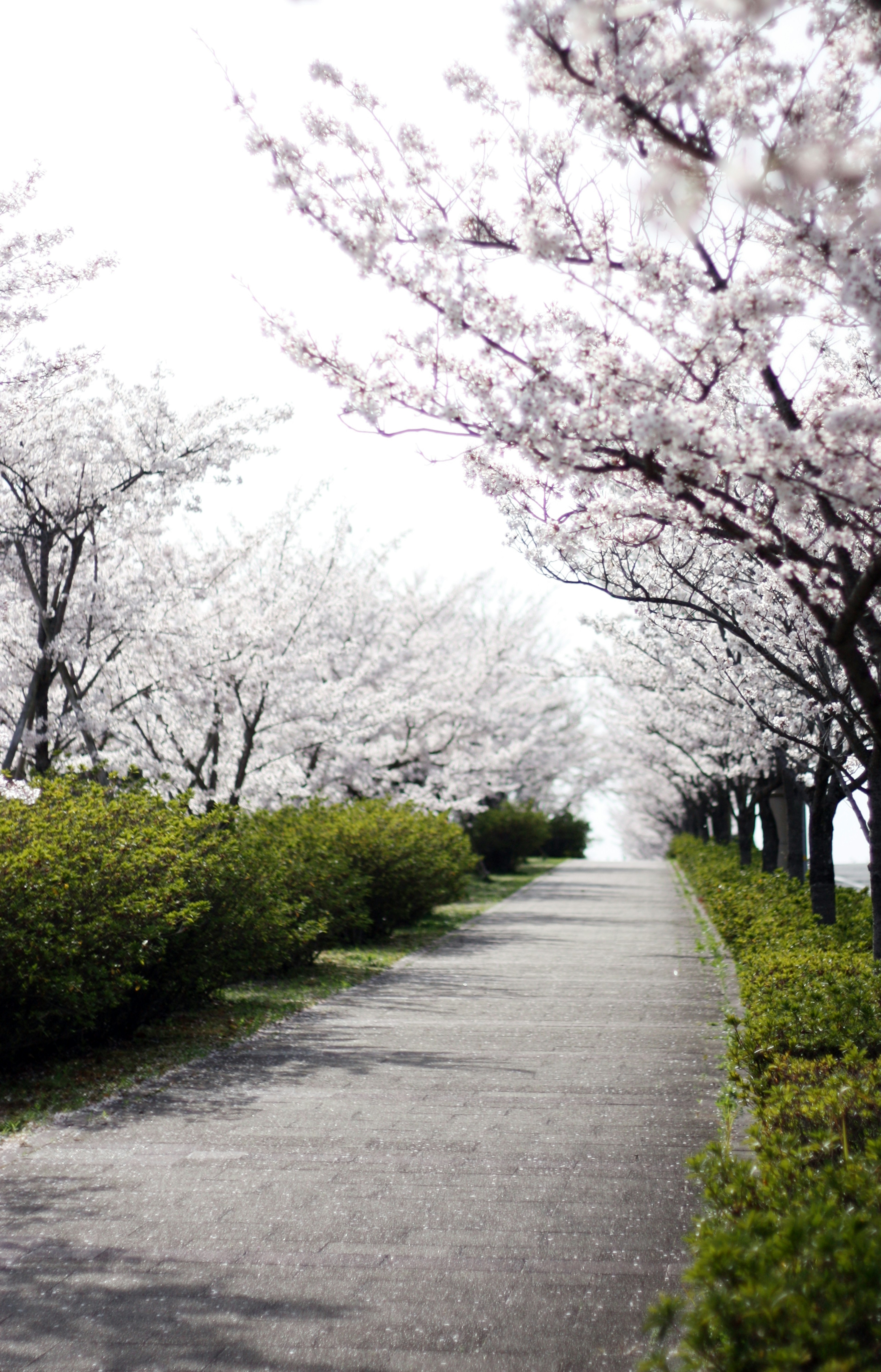 Pathway lined with cherry blossom trees and green shrubs