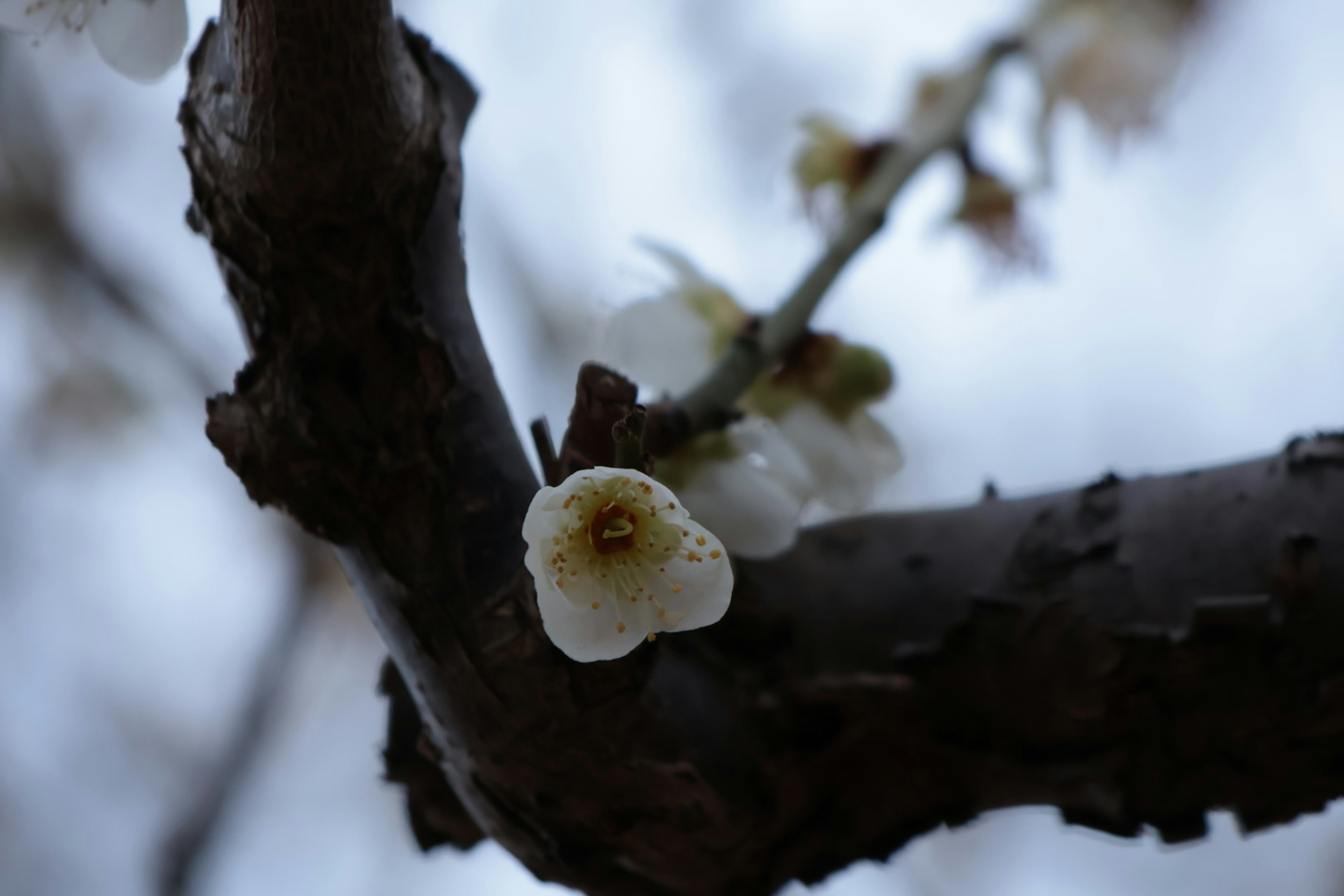 Nahaufnahme von weißen Blumen, die an einem dünnen Ast blühen