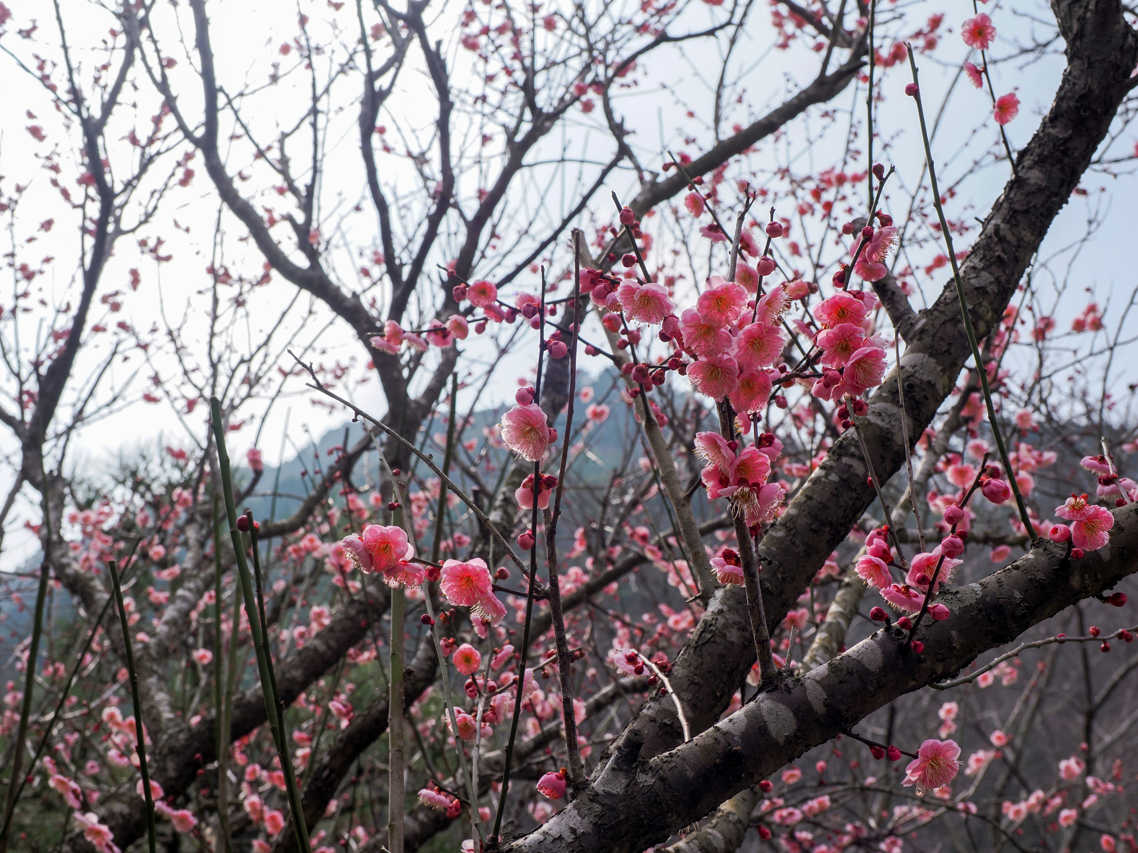 Branches de cerisiers en fleurs avec des fleurs roses sur fond de montagne