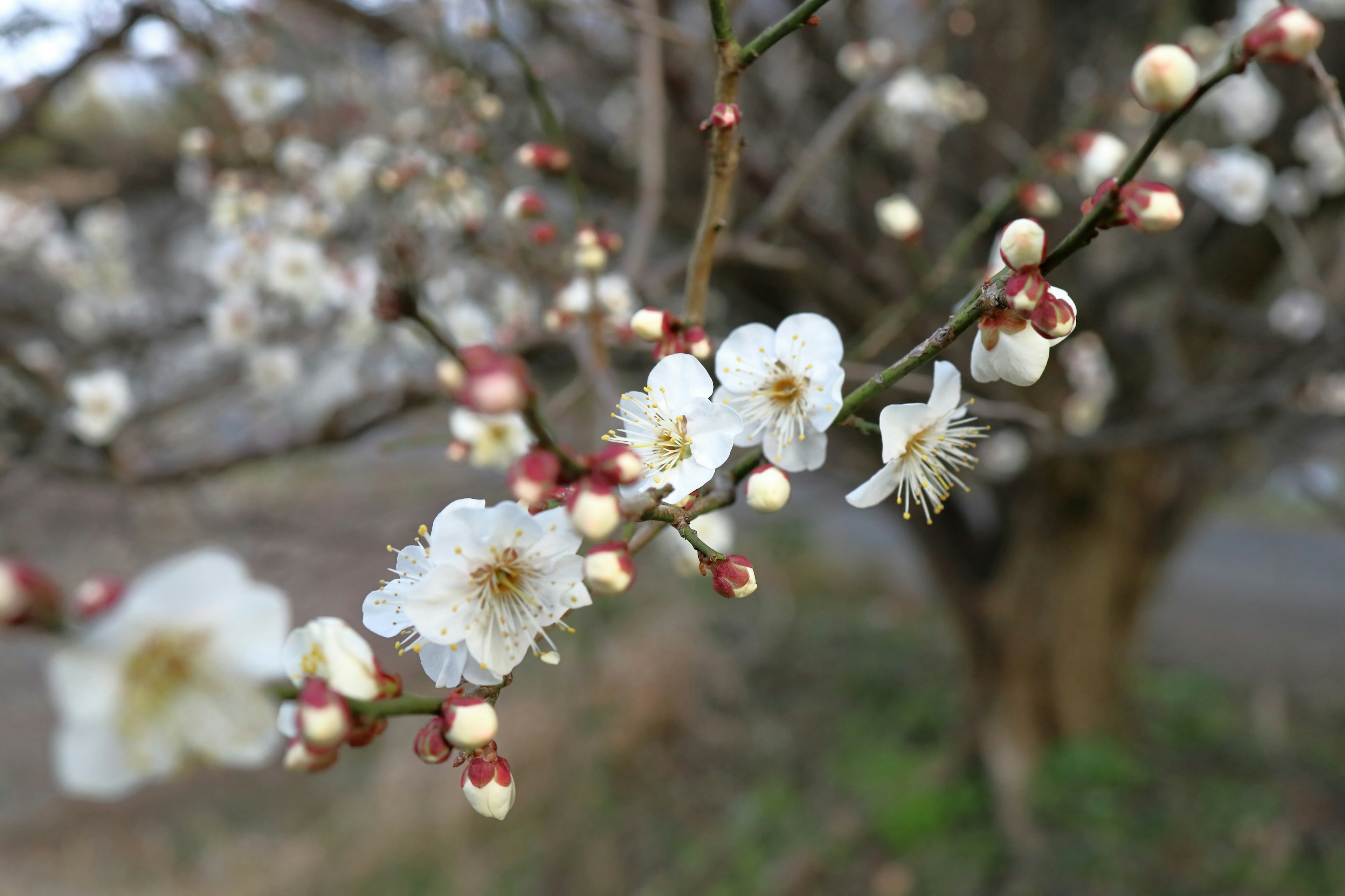 Close-up of white plum blossoms on a branch