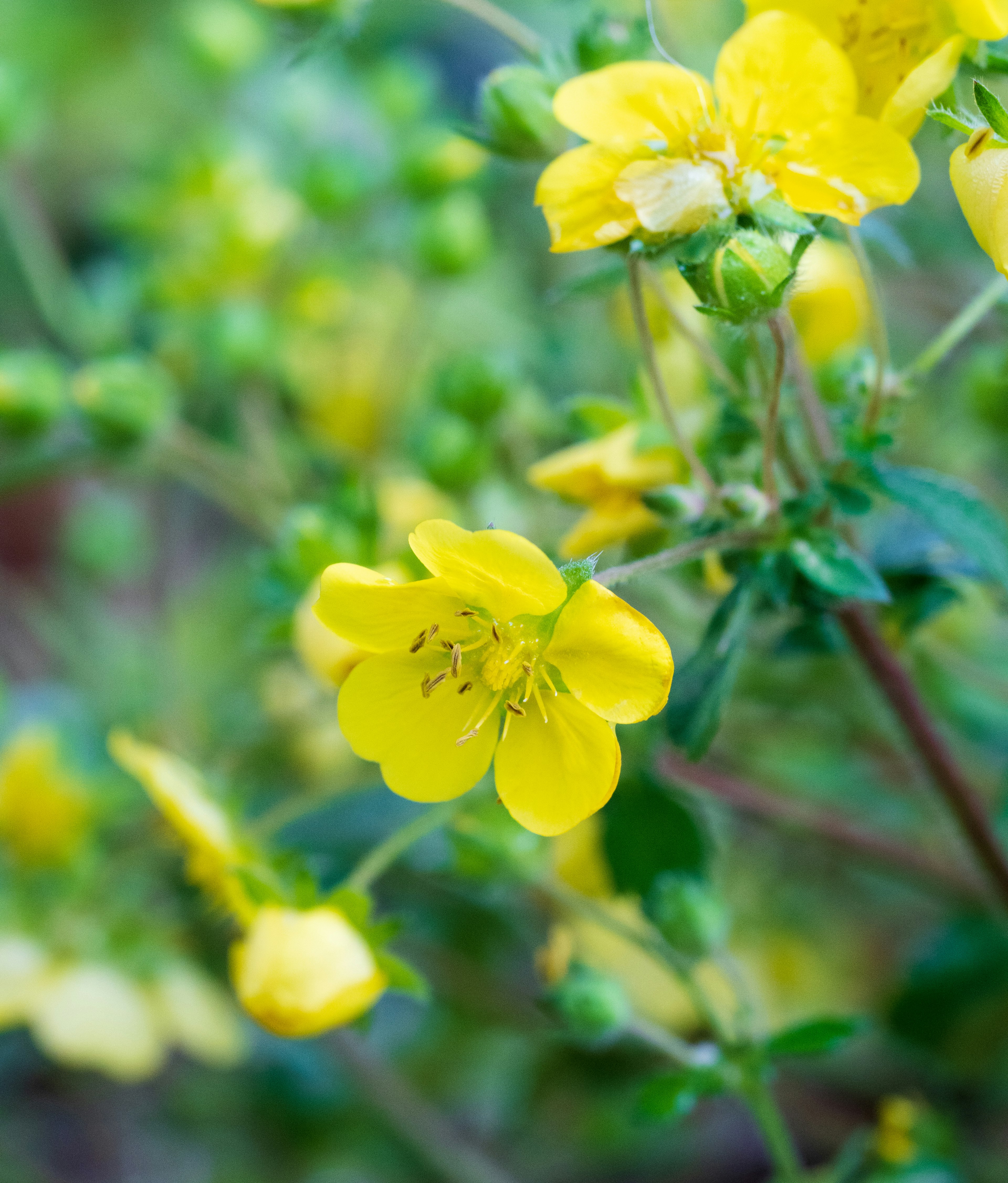 Primo piano di una pianta con fiori gialli vivaci