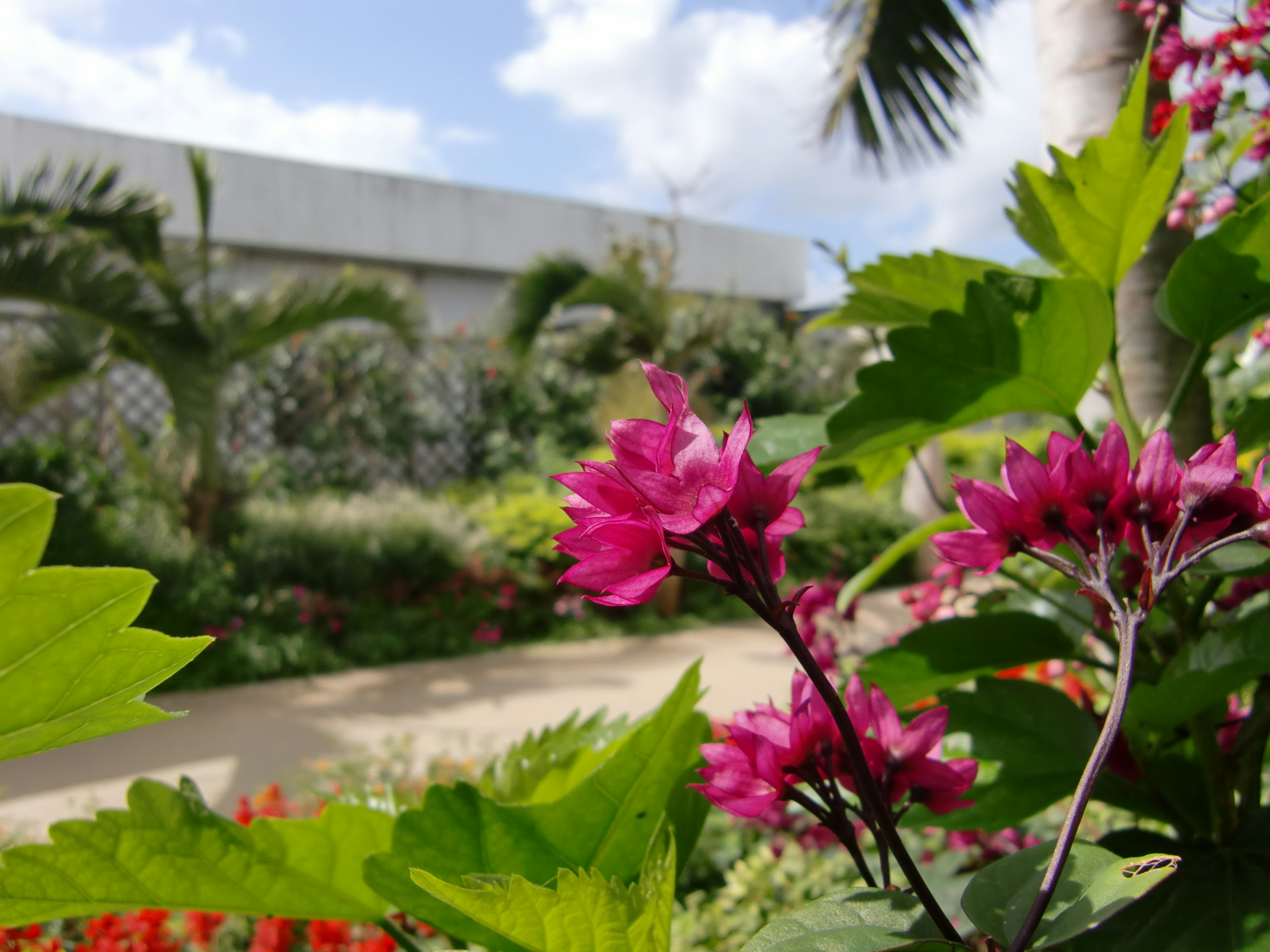 色とりどりの花が咲く庭の一部の近接写真で、明るい空の下に緑の葉が広がる