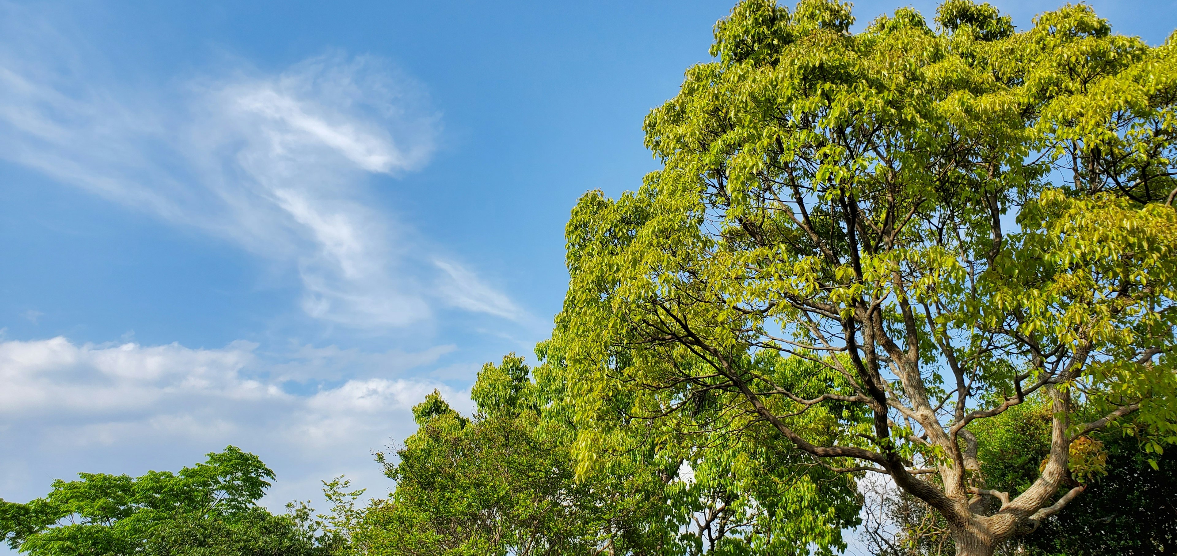 Lush green trees under a blue sky