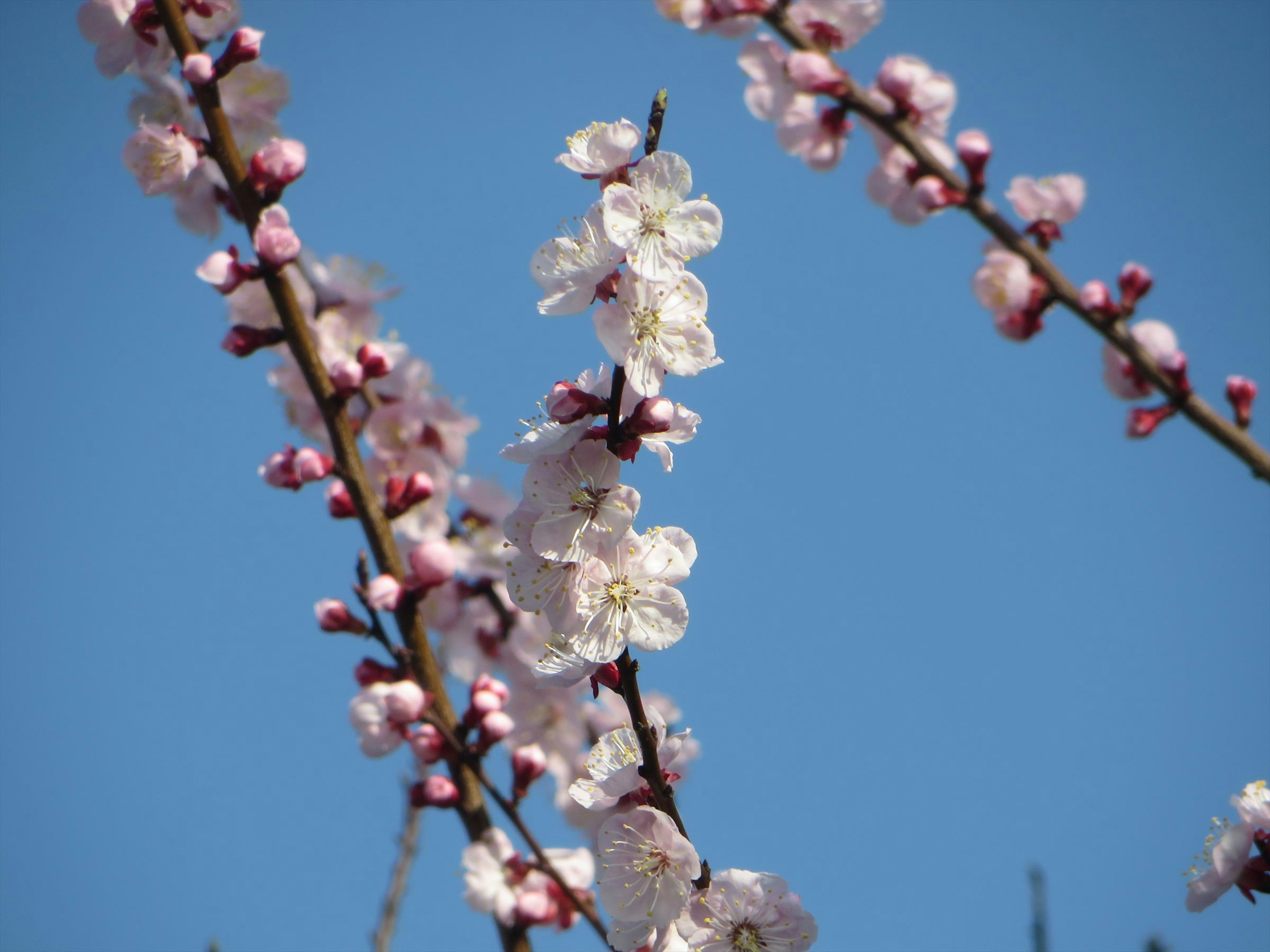 Delicadas flores de cerezo con capullos rosas contra un cielo azul claro