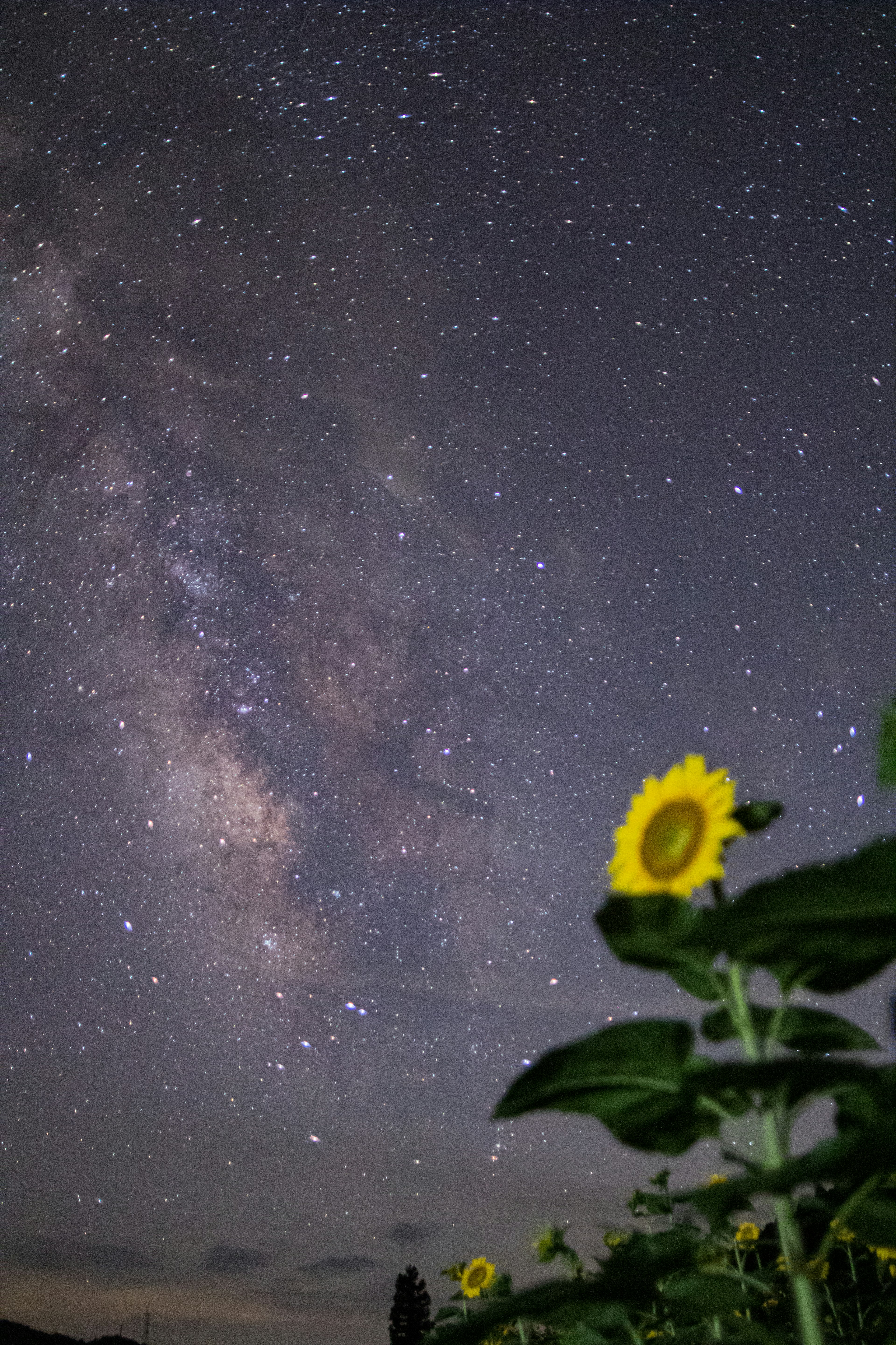 Un girasol en primer plano con un cielo estrellado y la Vía Láctea al fondo