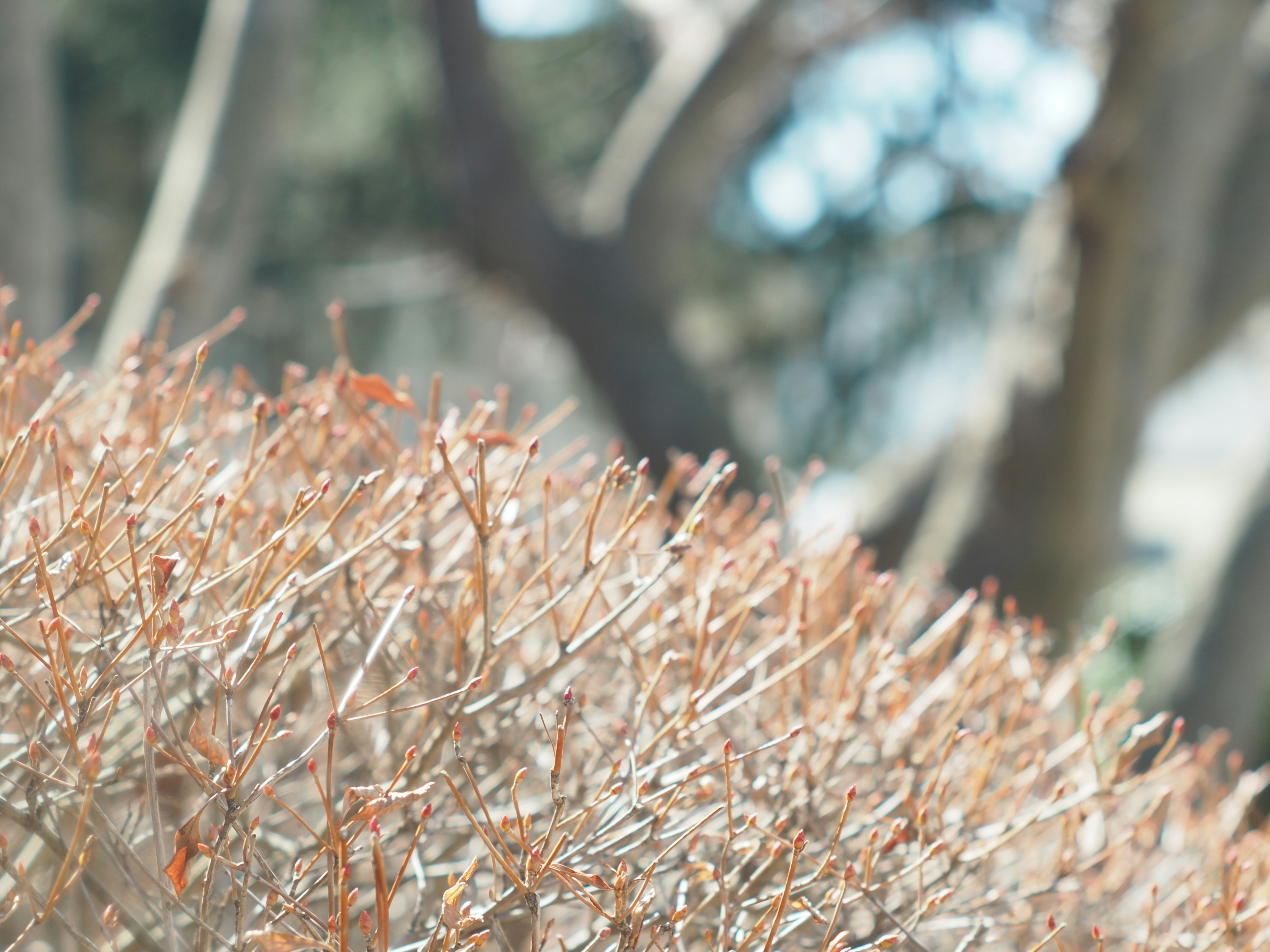 Gros plan d'un buisson sec avec des branches visibles arbres flous en arrière-plan