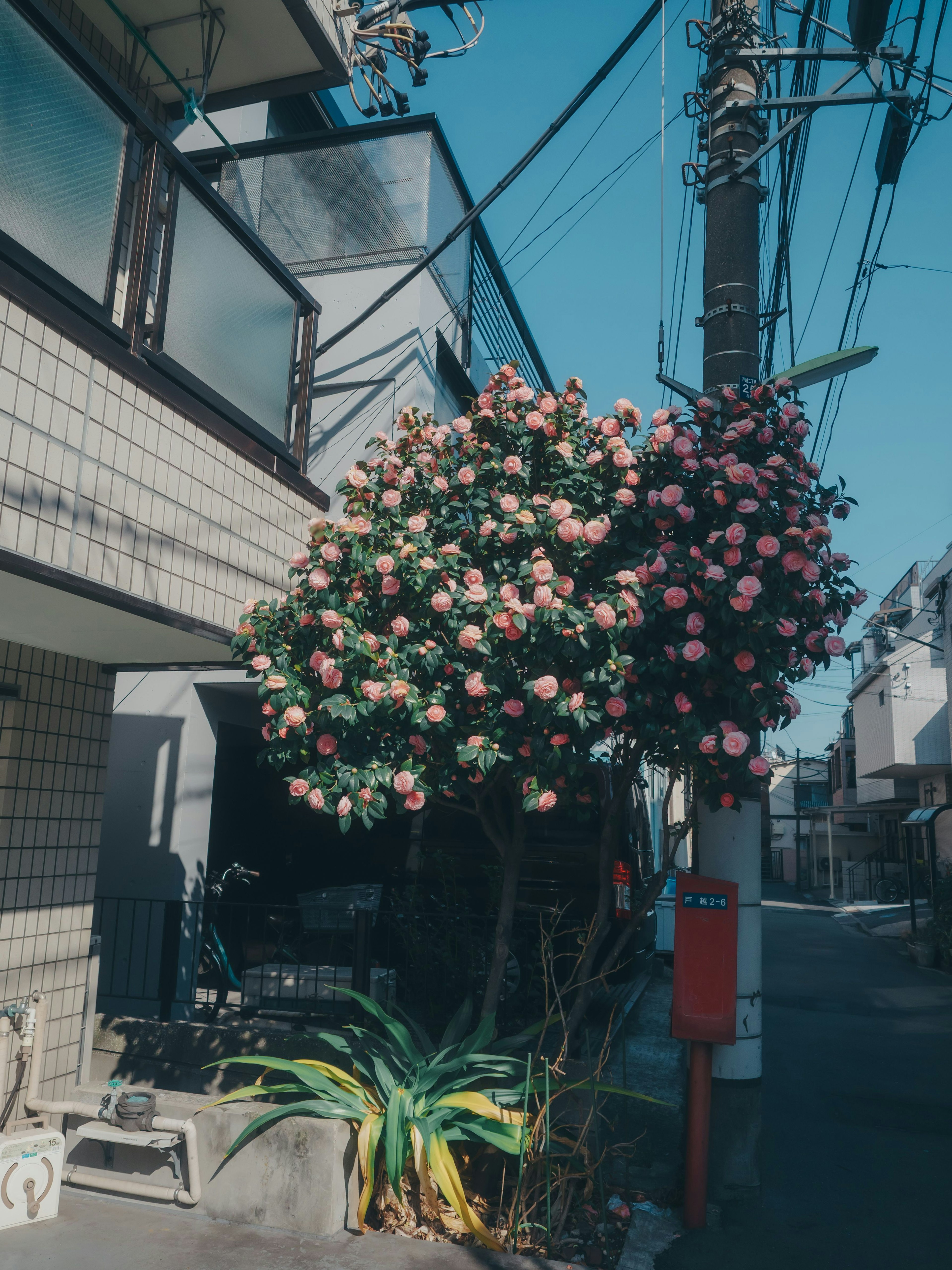 A blooming pink flower tree under a blue sky in a residential area