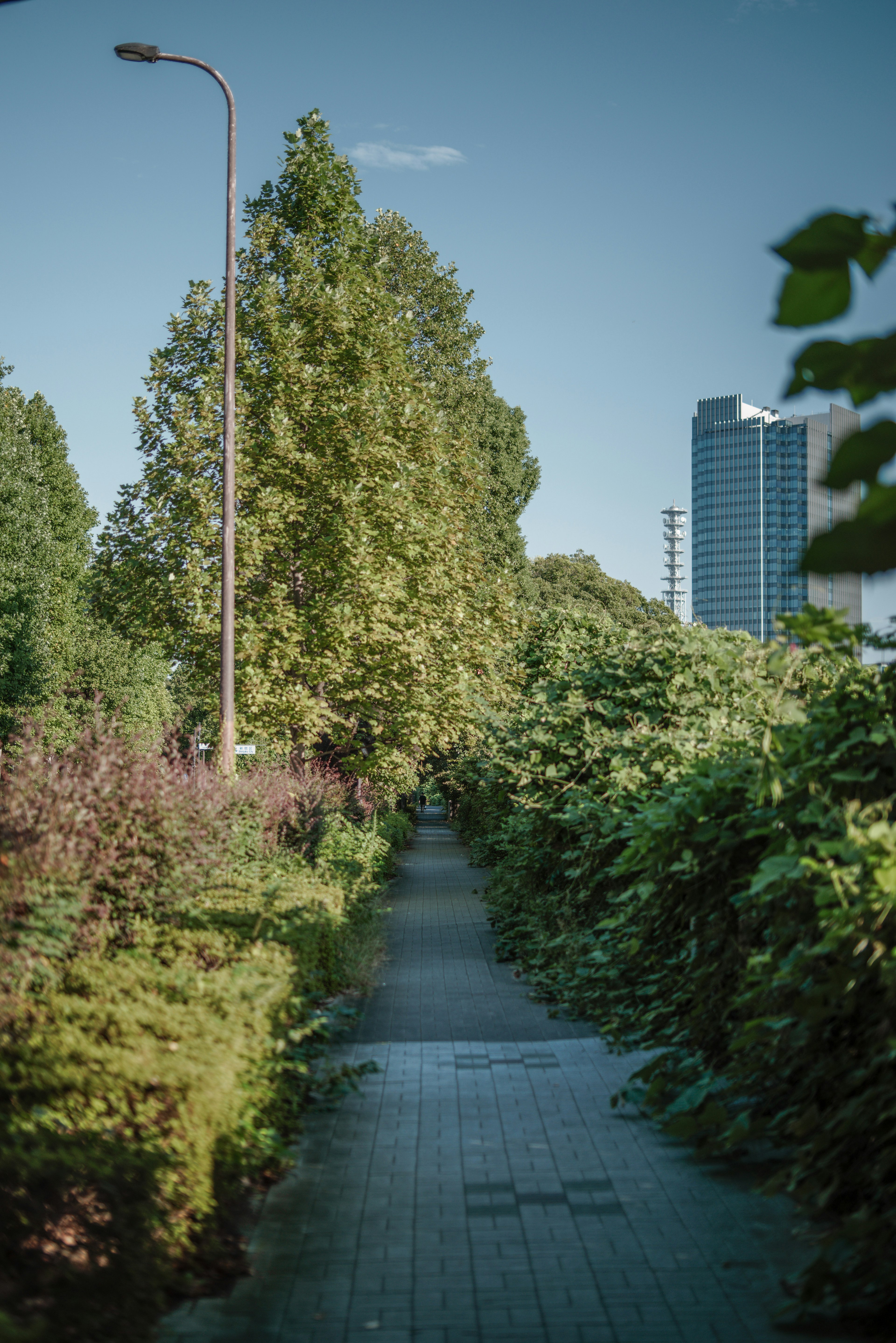 Sentier entouré de verdure luxuriante et d'un gratte-ciel en arrière-plan