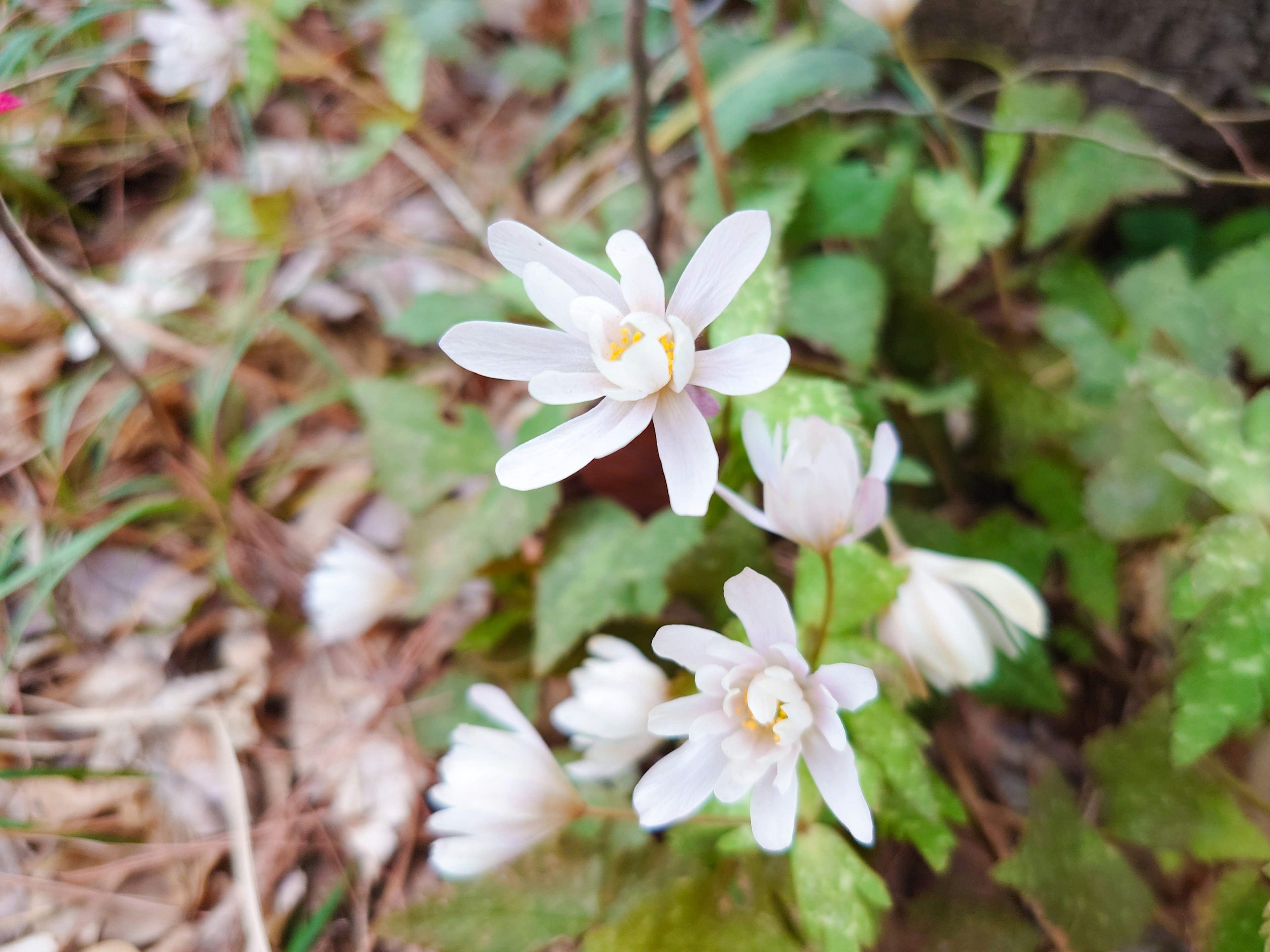 白い花と緑の葉が特徴の植物のクローズアップ