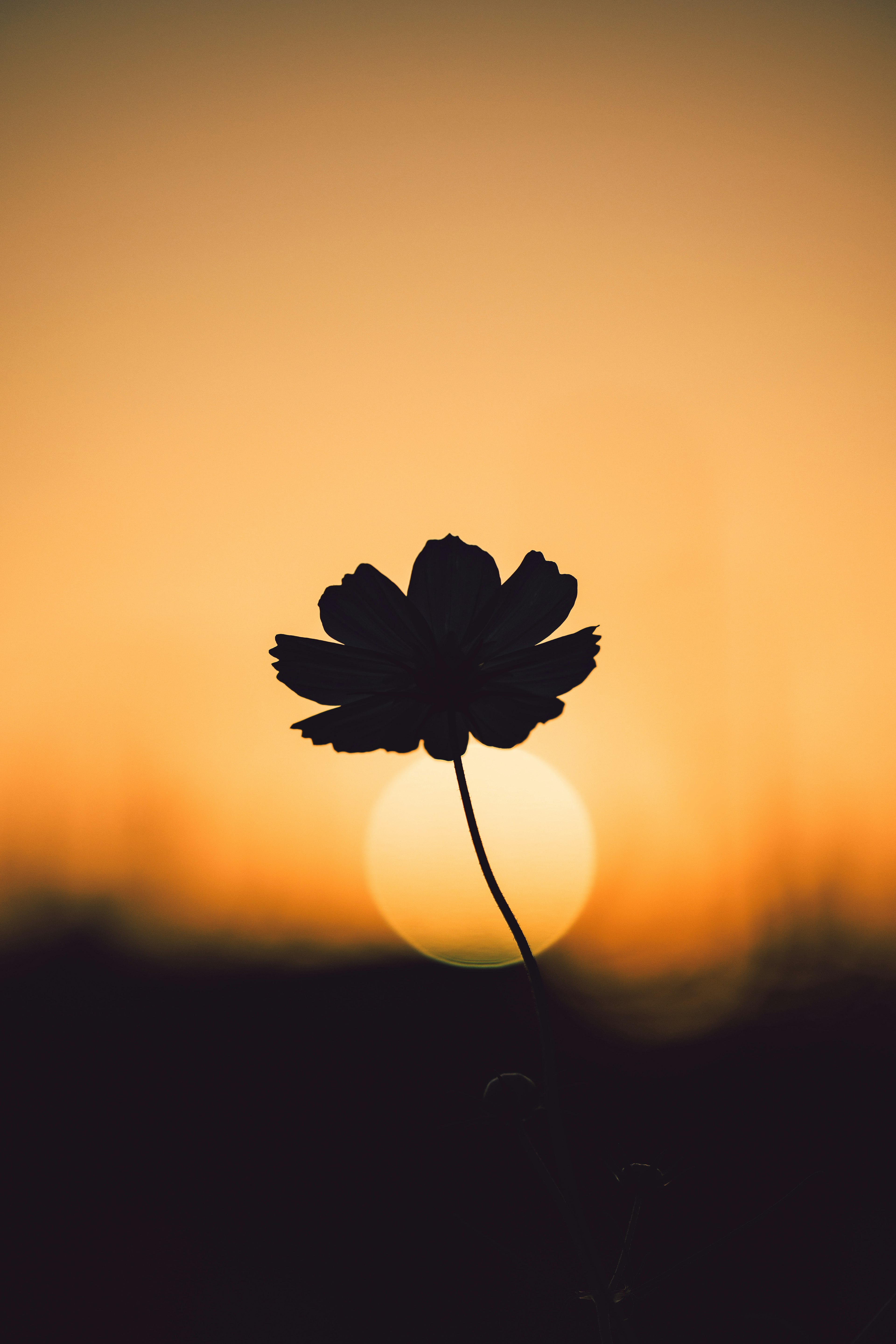 Silhouette einer Blume vor einem Sonnenuntergang