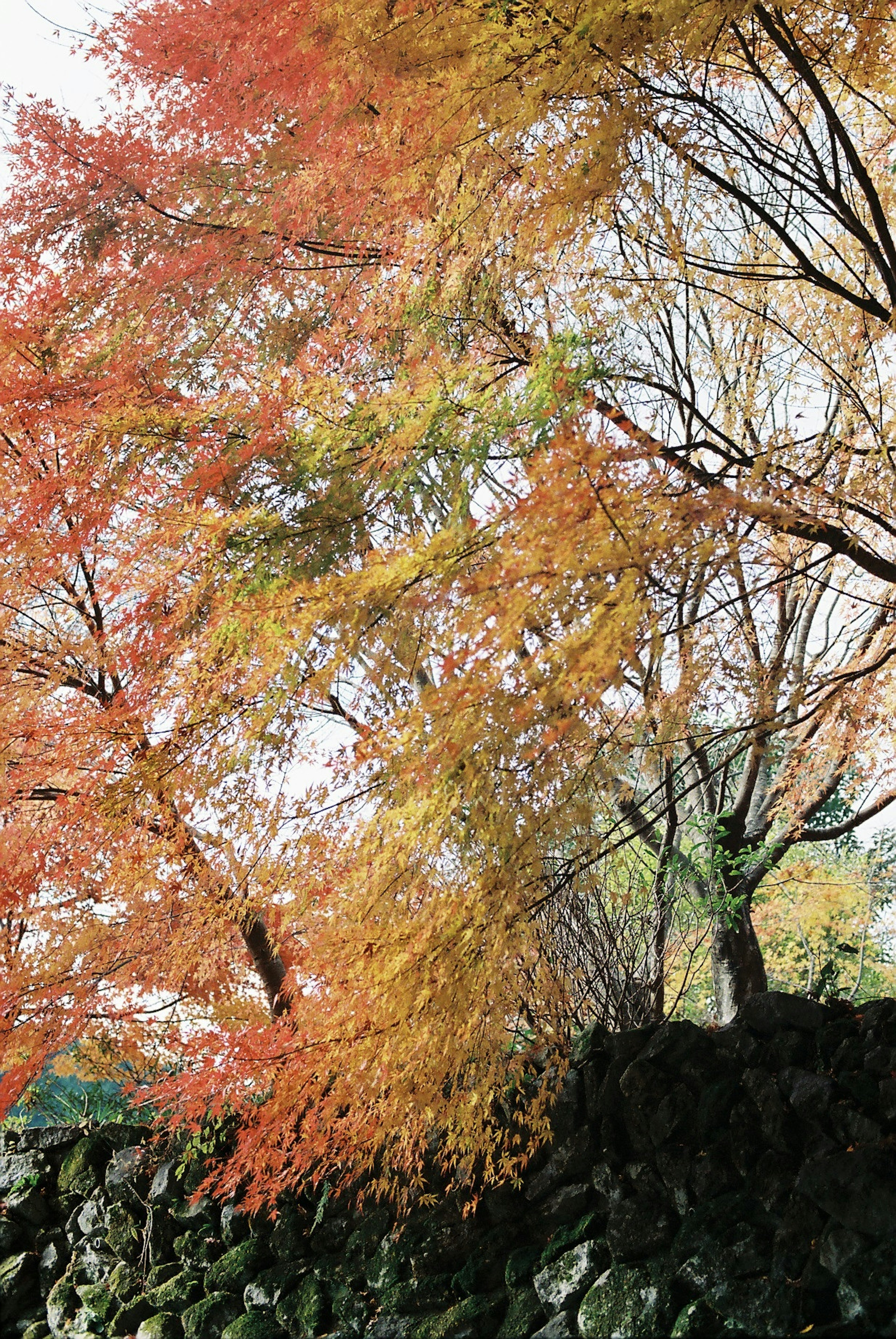 秋の紅葉に彩られた木々と石垣の風景