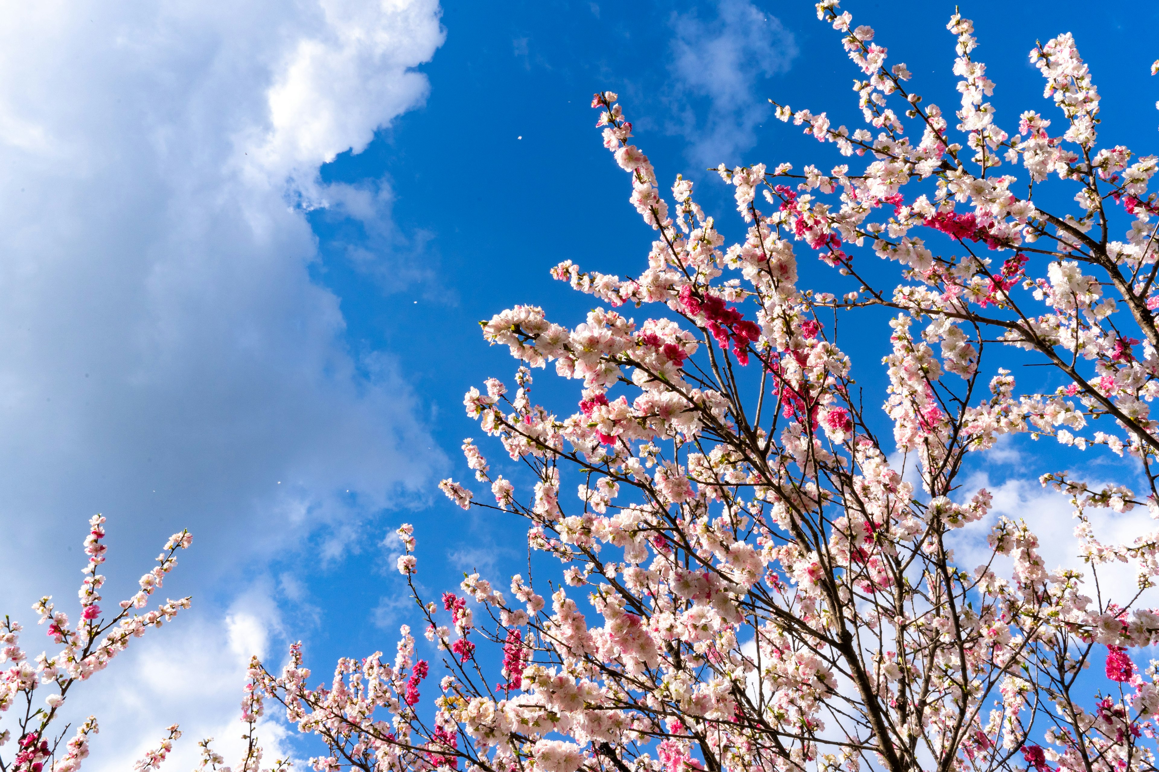 Fiori di ciliegio che sbocciano contro un cielo blu con nuvole bianche