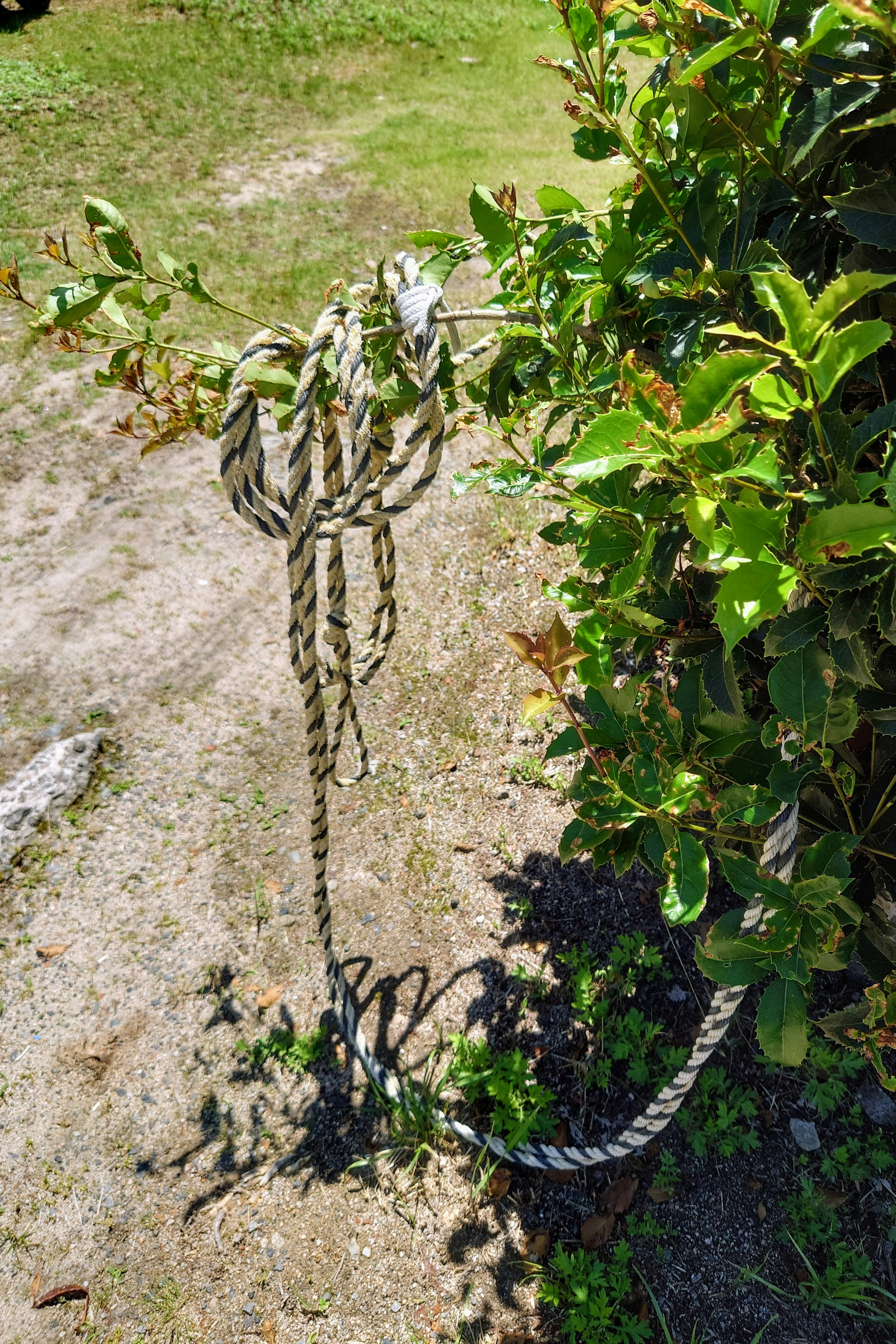 Ein verwickeltes Seil in der Nähe von grünem Laub in einer sonnigen Umgebung