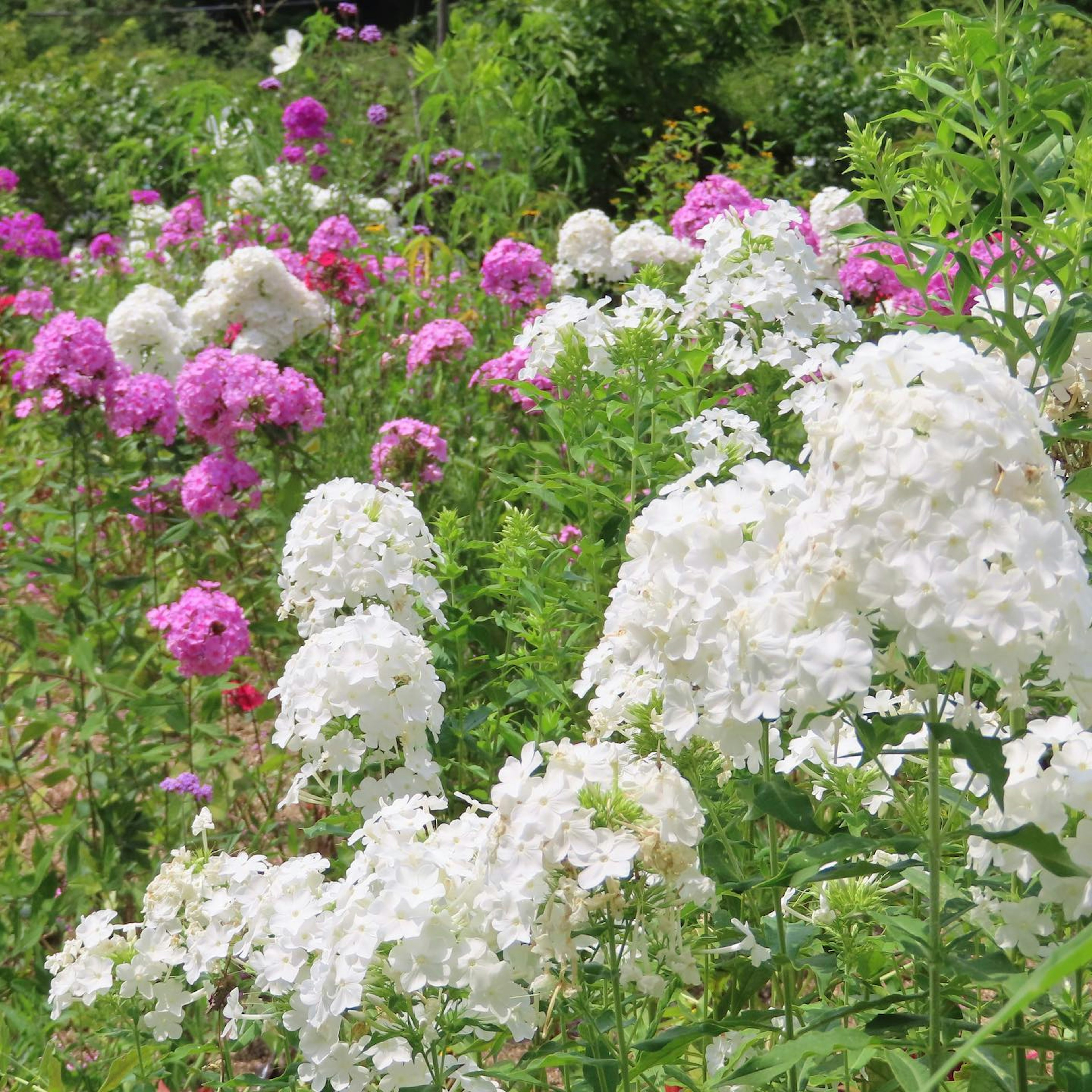 Fleurs de phlox colorées en fleur dans un jardin