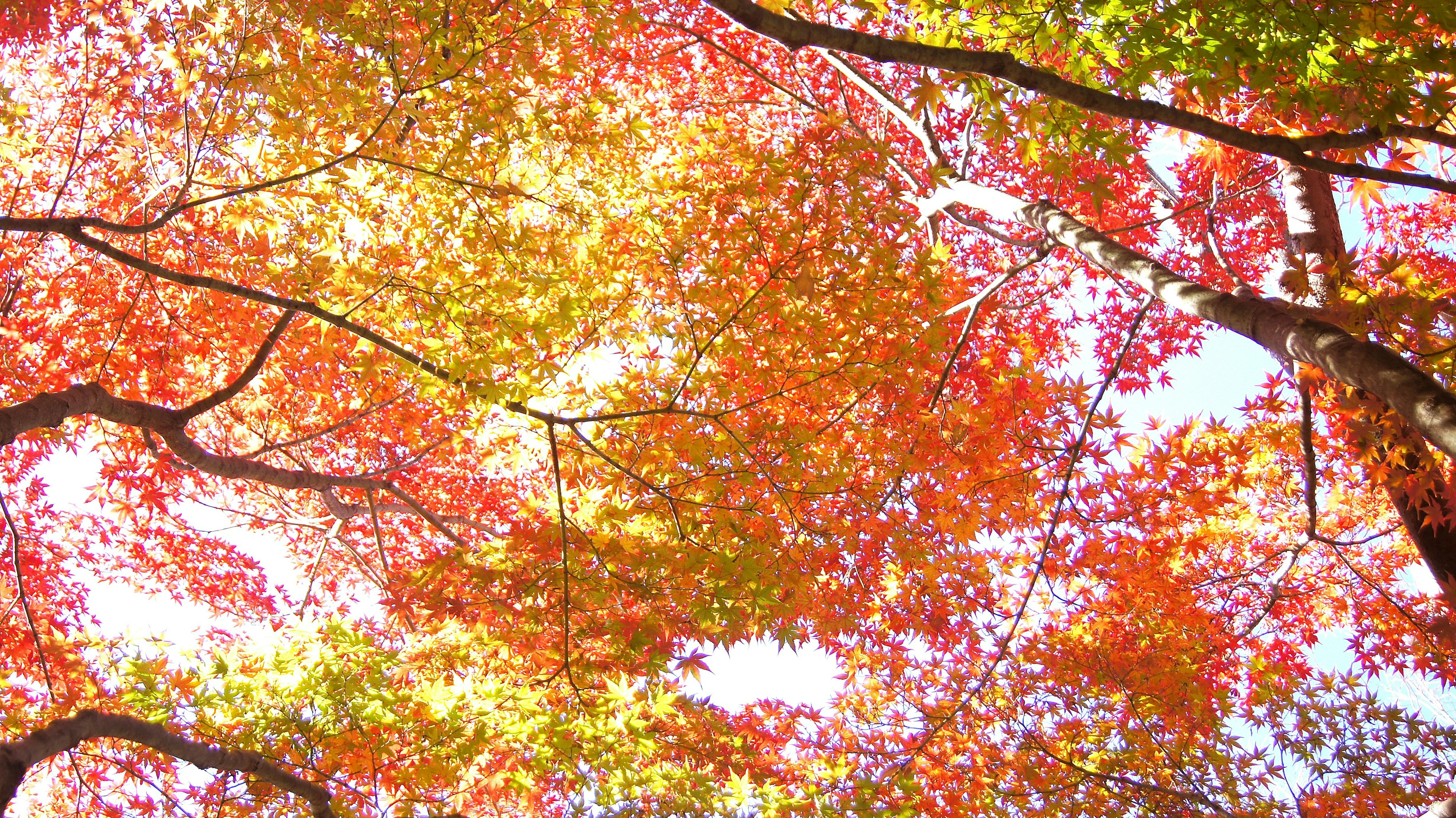 Follaje de otoño vibrante con hojas coloridas