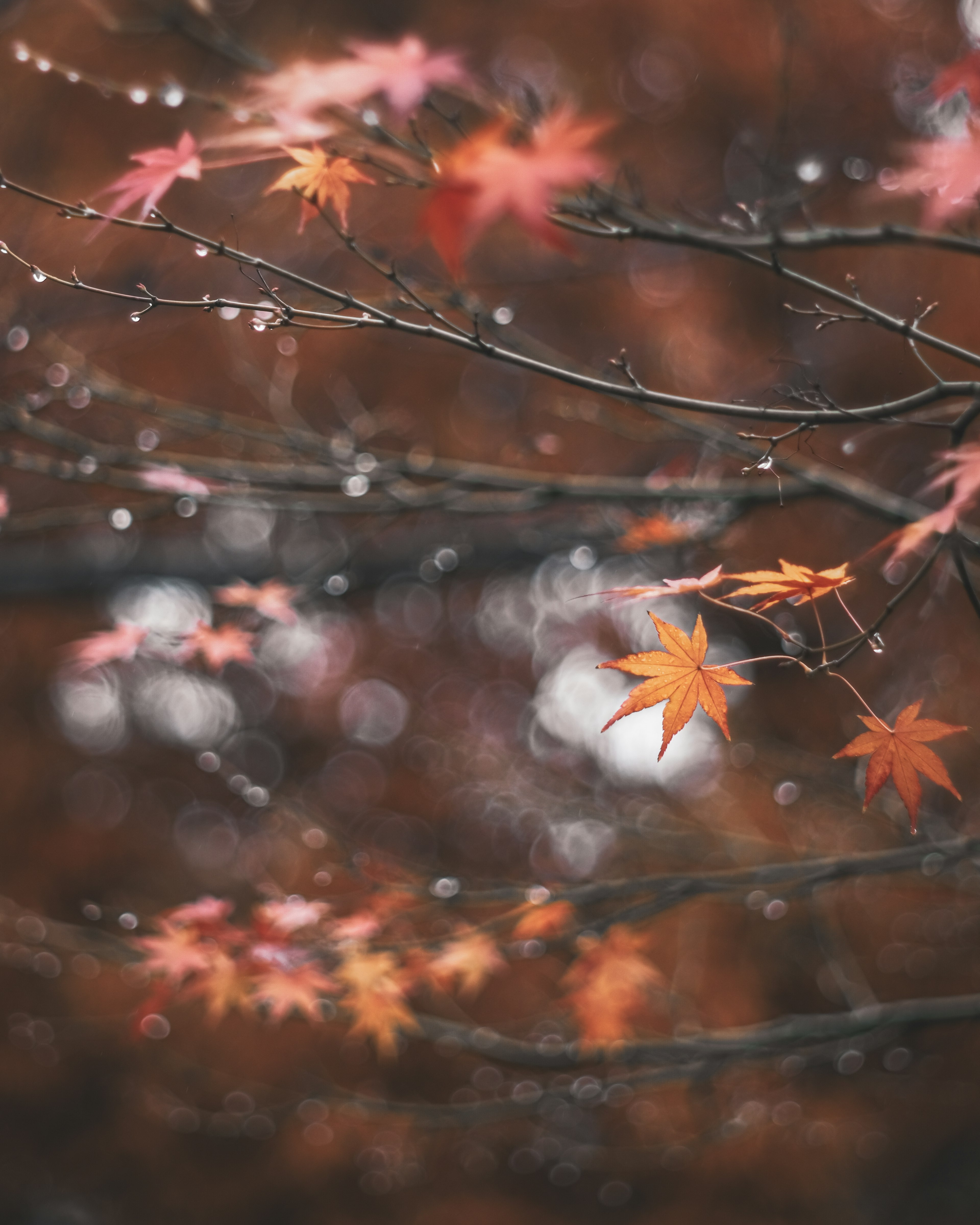 Maple leaves in autumn with a soft blurred background