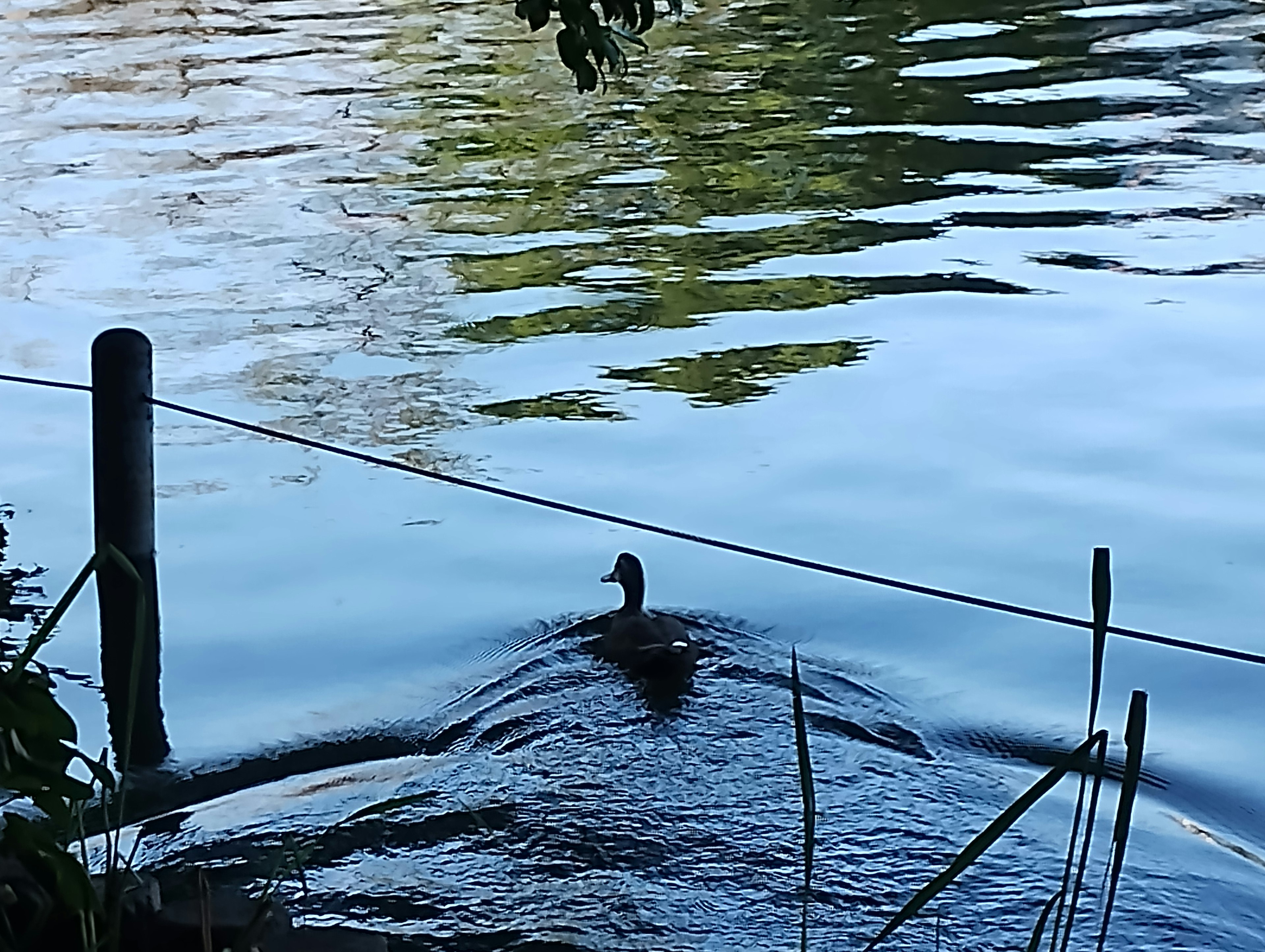 Pato nadando en una superficie de agua serena creando ondas