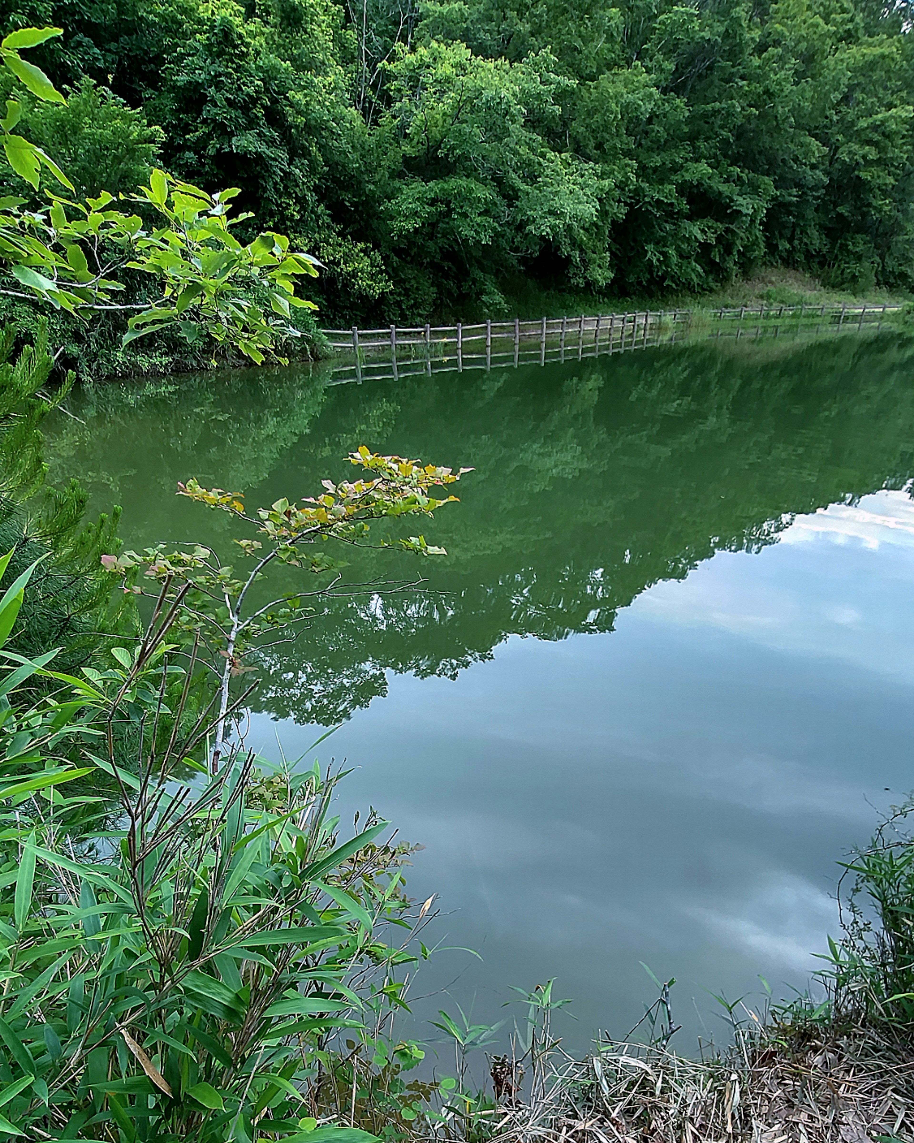 Calm lake surrounded by lush greenery