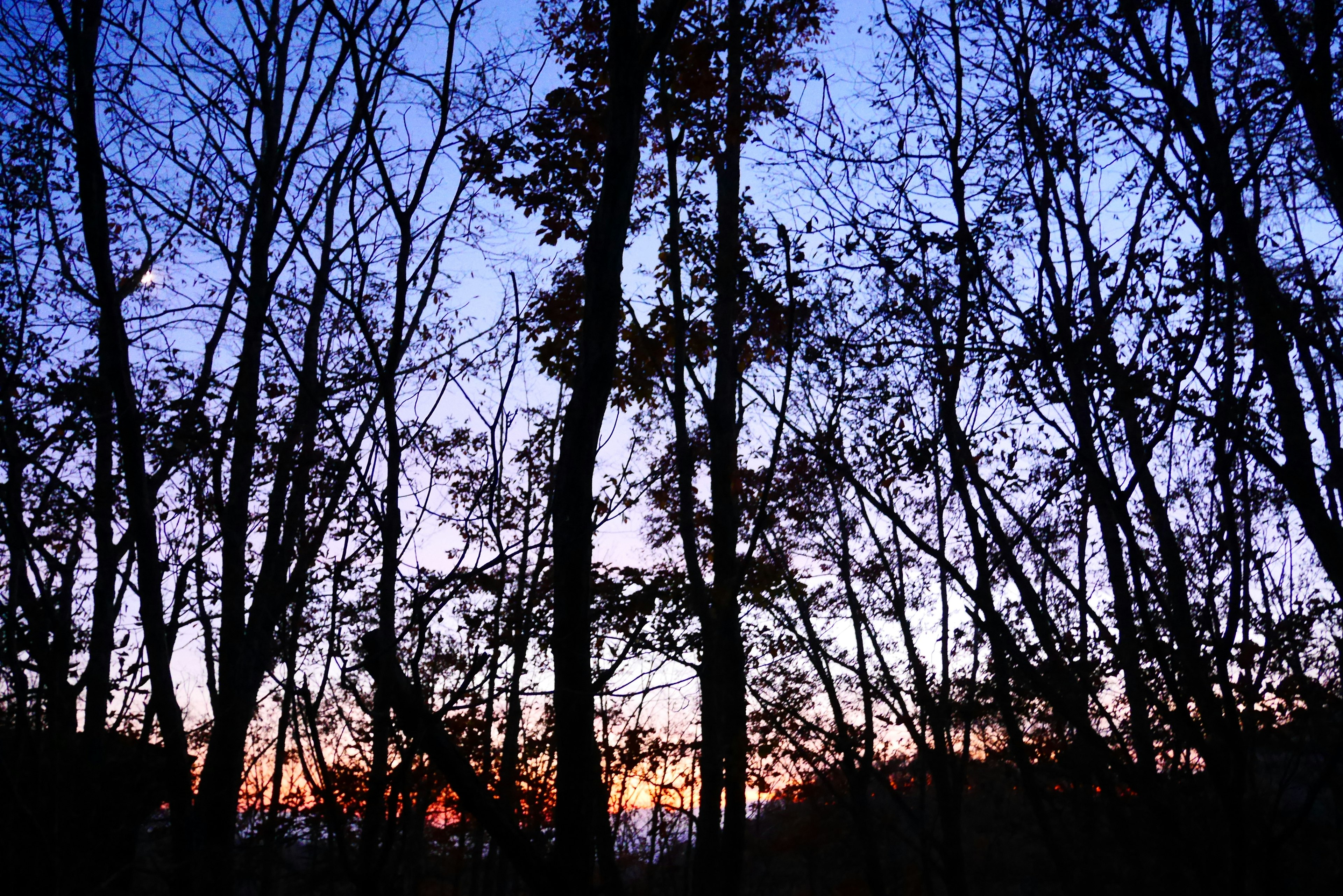 夕暮れ時の木々のシルエットが見える風景