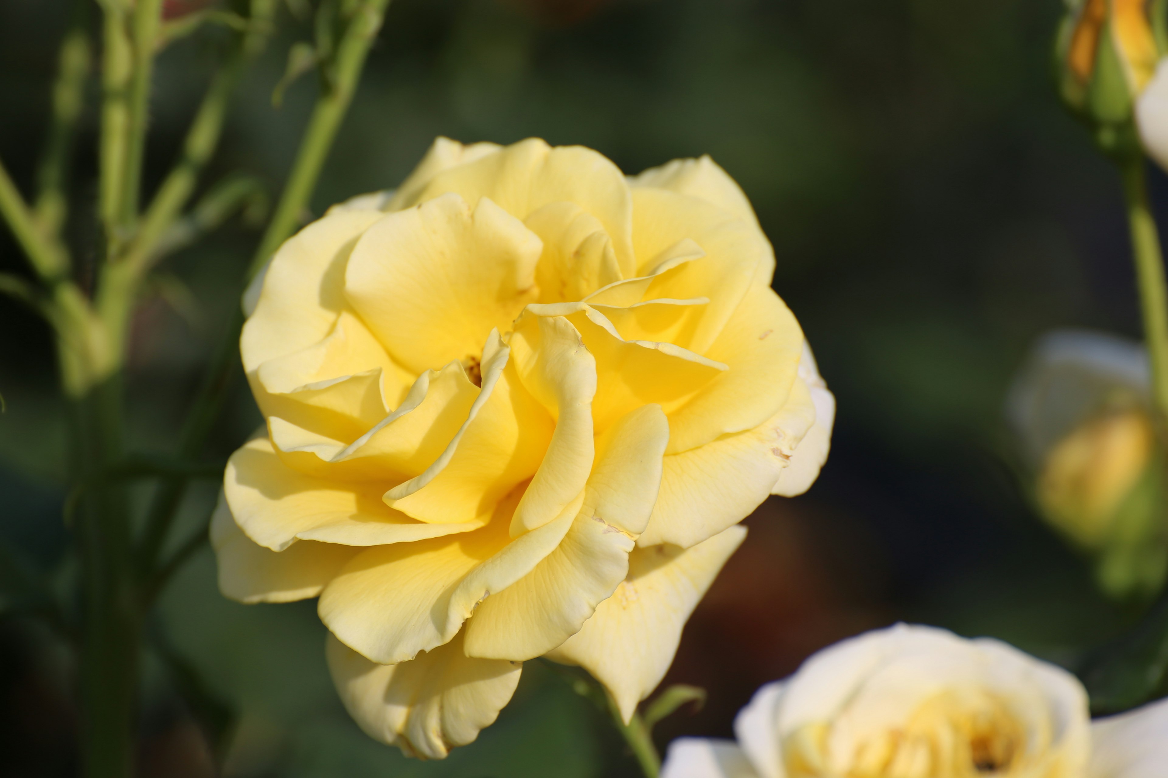 鮮やかな黄色のバラの花が咲いている