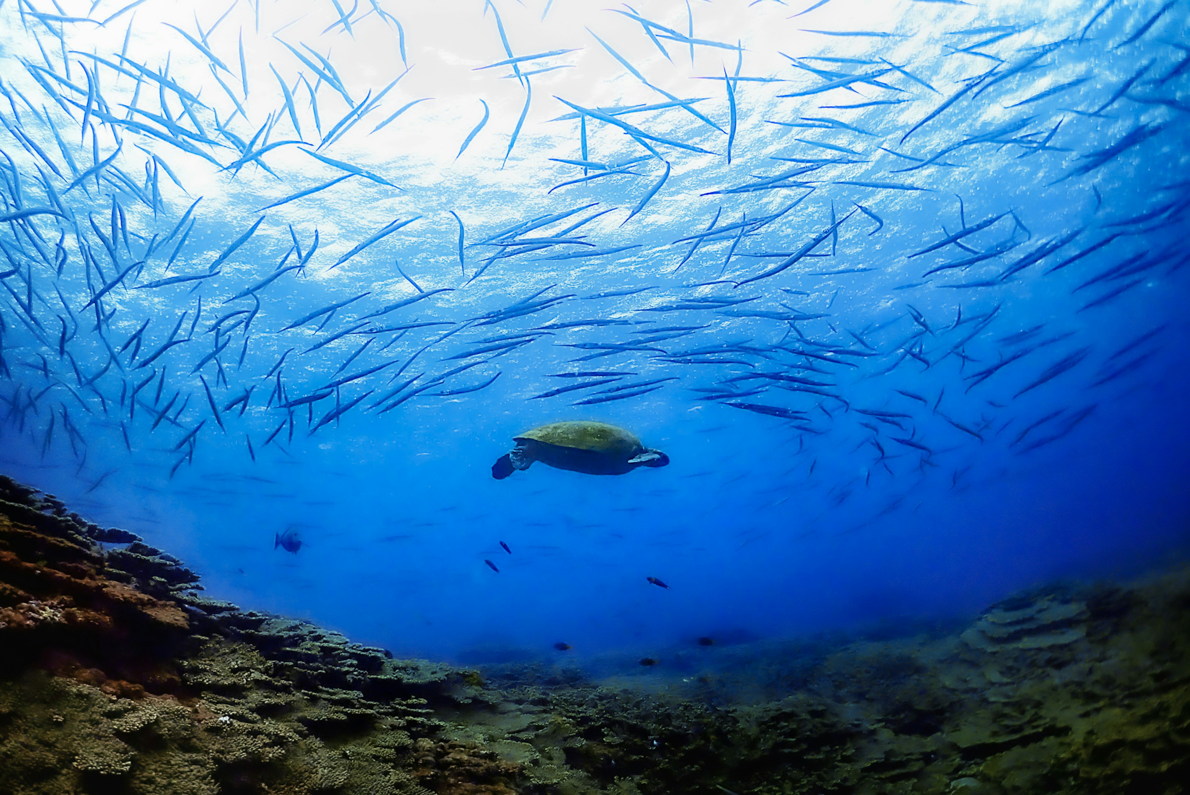 Eine grüne Meeresschildkröte schwimmt unter einem Schwarm kleiner Fische in einem blauen Ozean