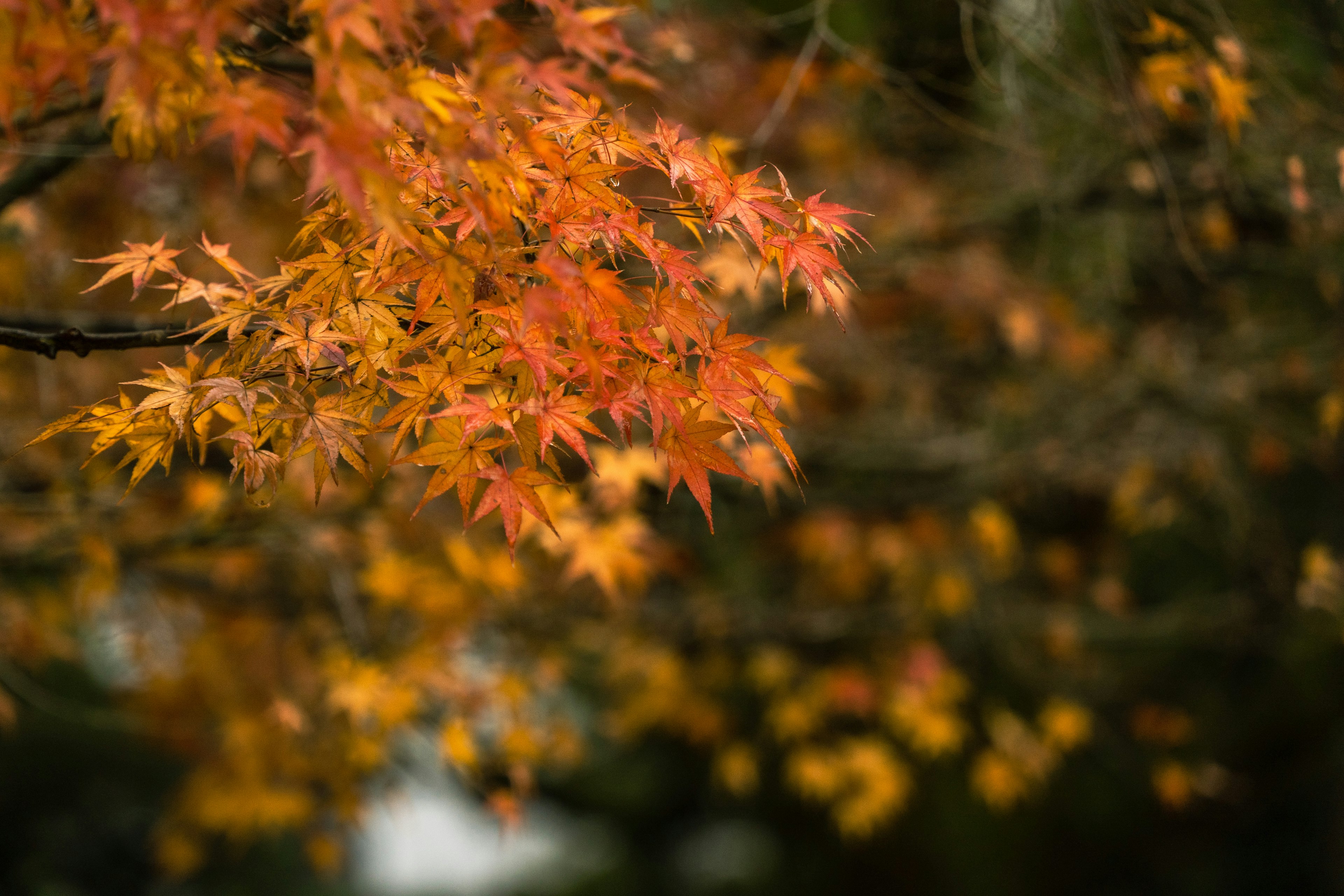 秋の紅葉したモミジの葉が鮮やかなオレンジ色に輝く