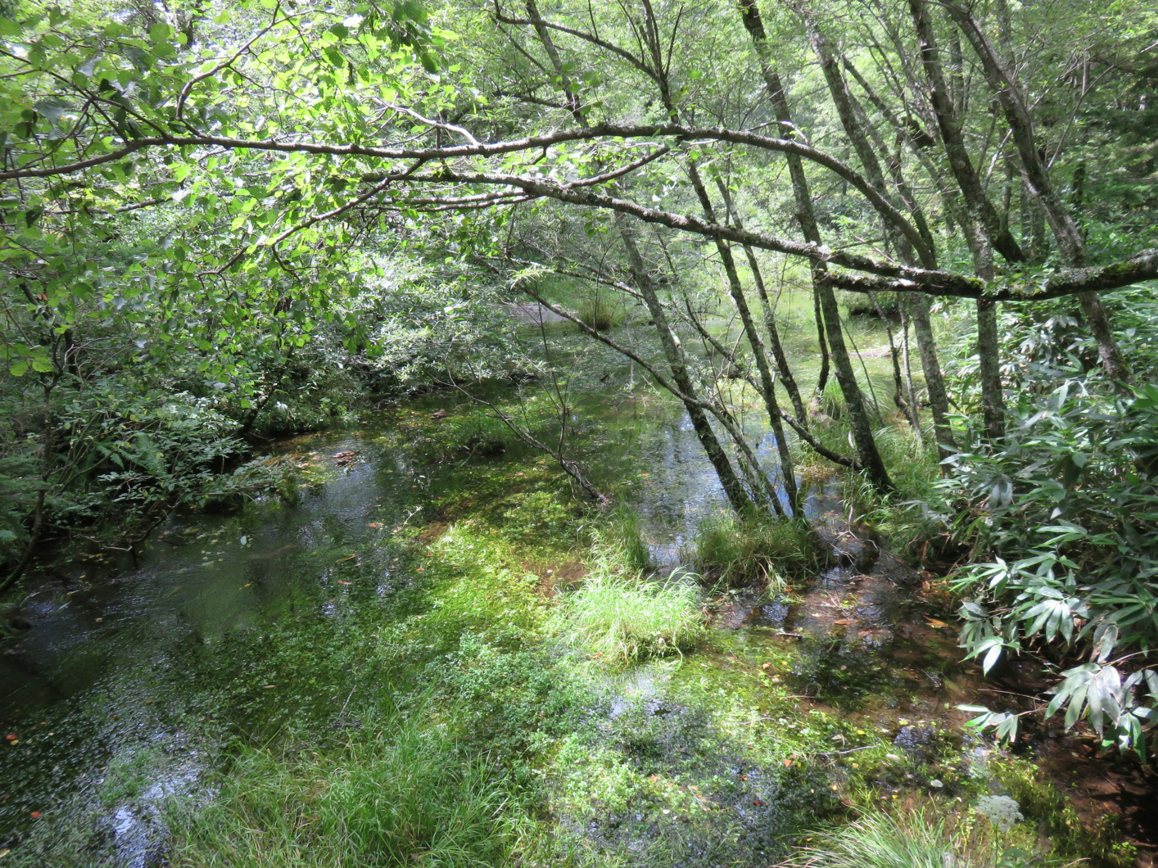 Escena de bosque frondoso con un arroyo y plantas acuáticas