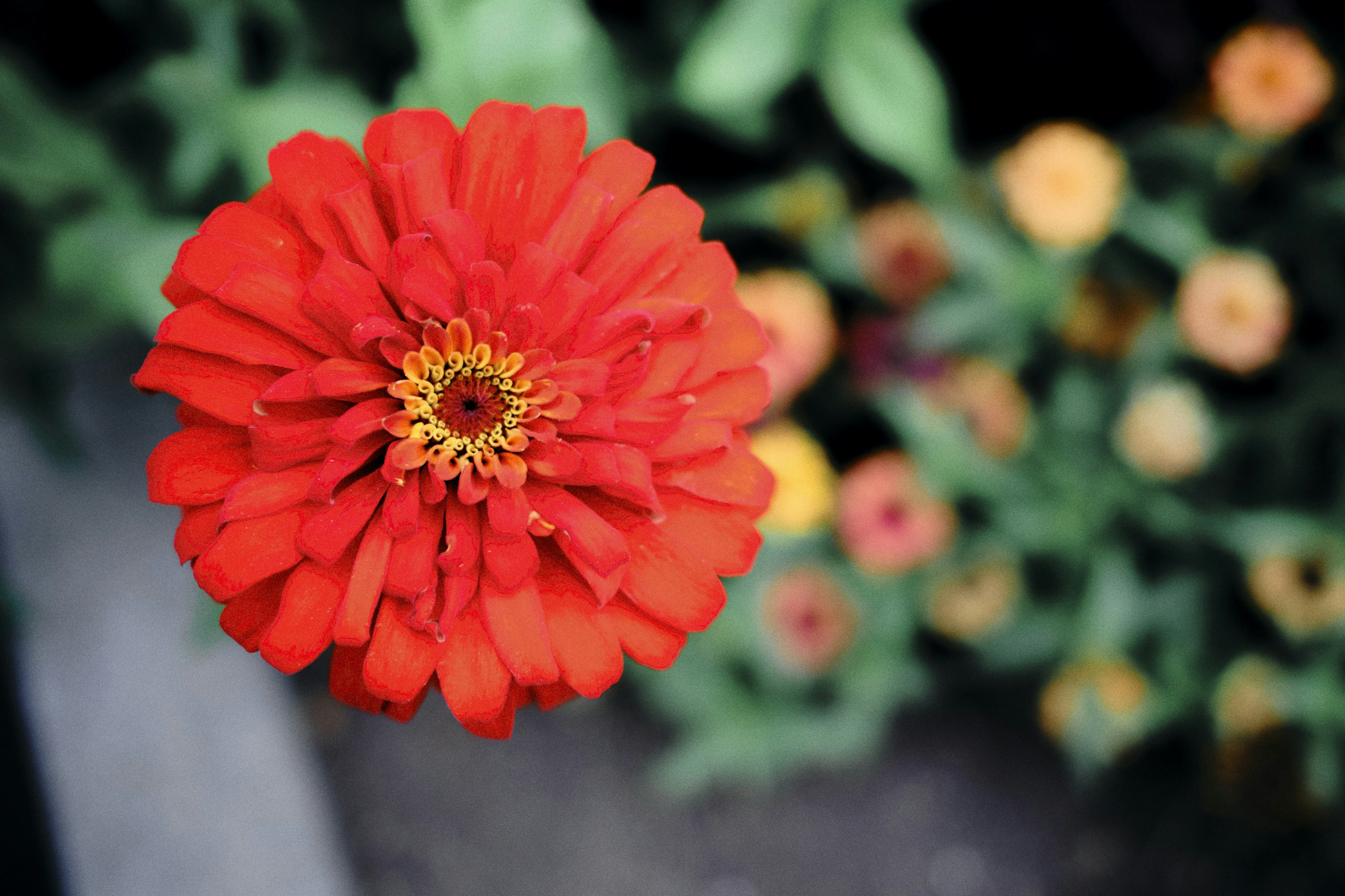 Fleur de zinnia rouge vif avec des fleurs jaunes en arrière-plan