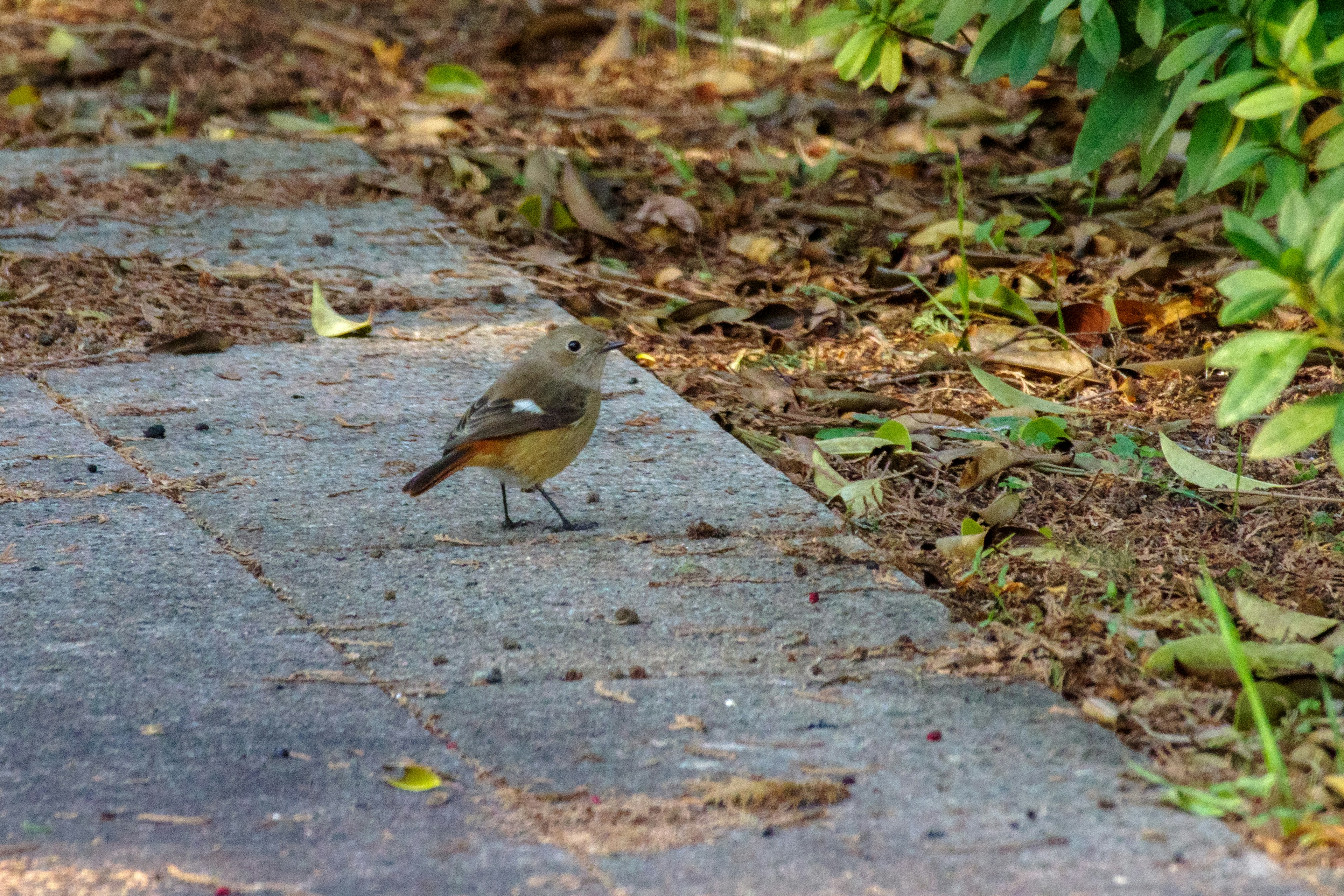 A small bird standing on a pathway The bird has gray and brown feathers with green plants in the background